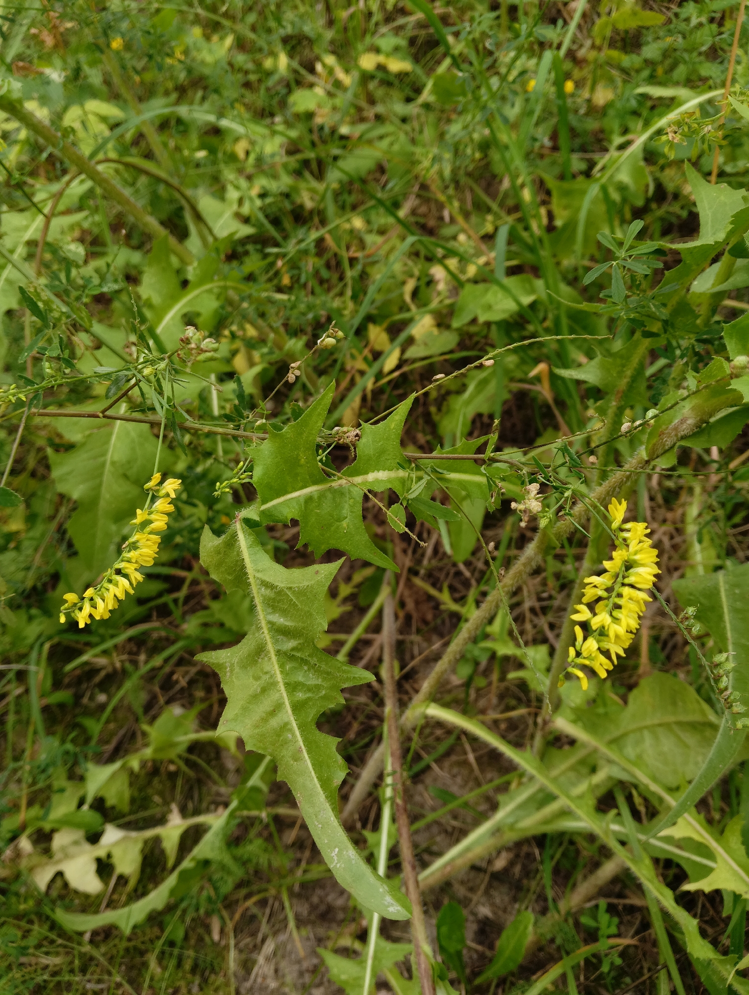 The image shows a close-up of yellow flowers hanging from a thin stem, surrounded by green foliage. The flowers are clustered together in a raceme, with individual blossoms appearing small and delicate. Some of the leaves are serrated and spiky, characteristic of certain weed species. The background is a blur of more green vegetation, suggesting an outdoor natural setting. The lighting appears to be natural daylight, with no strong shadows. The image does not contain any people or discernible man-made objects, and therefore cannot be specifically placed within the city of Hrodna, Belarus, based solely on visual information. It is a natural scene, likely a field or roadside, featuring flowering plants.