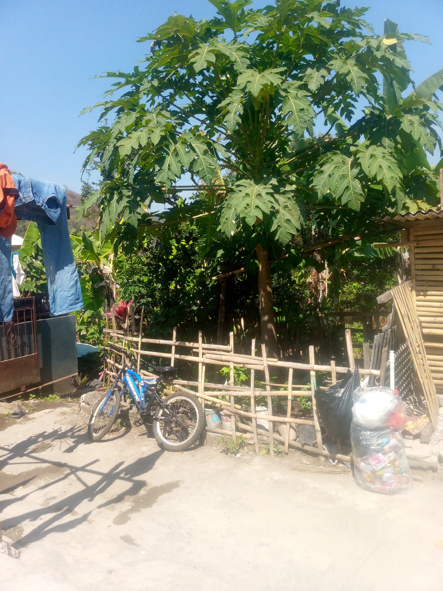 This image depicts an outdoor scene in Giriasih, Indonesia, under a clear blue sky. In the foreground, a light-colored concrete surface is visible, with distinct shadows cast by the objects in the scene, indicating bright sunlight. A blue and black bicycle is parked on this surface, leaning against a rustic bamboo fence. The fence, constructed from horizontal bamboo poles supported by vertical stakes, encloses an area with lush green vegetation, including a large papaya tree with broad, lobed leaves dominating the central part of the frame. Behind the fence, a wooden structure with a corrugated roof is partially visible on the right side of the image. To the left of the bicycle and fence, laundry, including blue jeans and an orange garment, hangs on a clothesline strung between poles, attached to a dark-colored metal gate and a dark vertical post. A black garbage bag and a transparent plastic bag filled with various items, possibly refuse, are situated behind the bamboo fence, to the right of the bicycle. The overall impression is one of a residential or semi-rural setting in an Indonesian village.