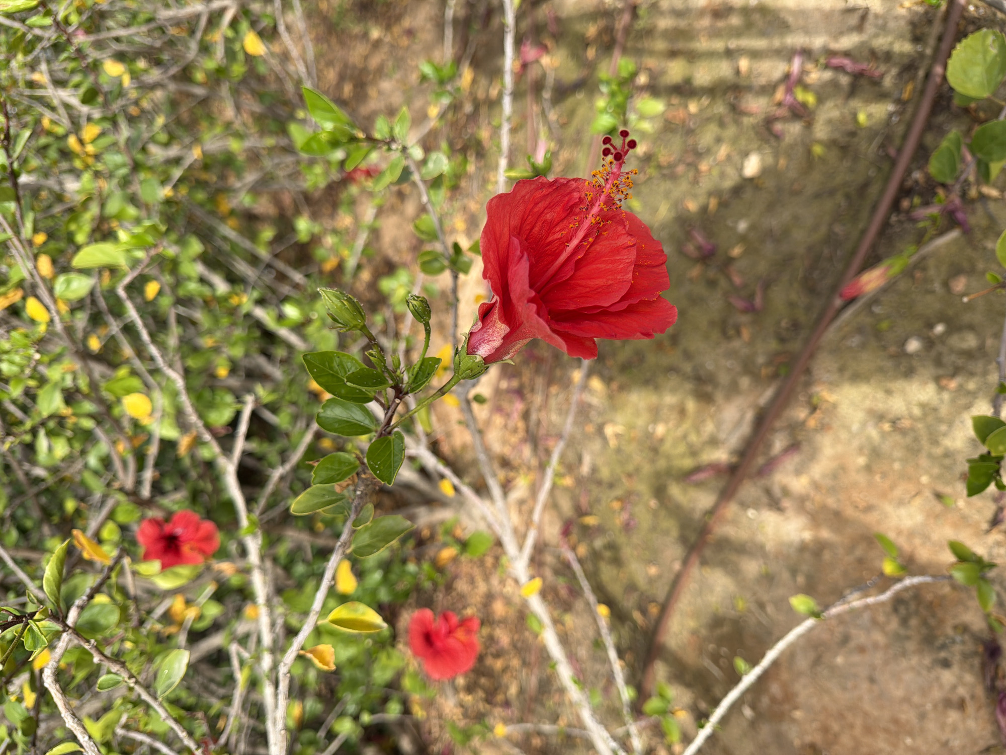 The image captures a close-up of a vibrant red hibiscus flower in an outdoor setting. The flower is in full bloom, displaying its intricate petal structure and prominent stamen with orange-tipped filaments. Several buds and green leaves surround the flower. In the background, there is a blurred landscape of foliage and possibly a concrete or stone surface, indicating a garden or natural environment within the city of Unknown, Unknown. The overall impression is one of natural beauty and botanical detail.