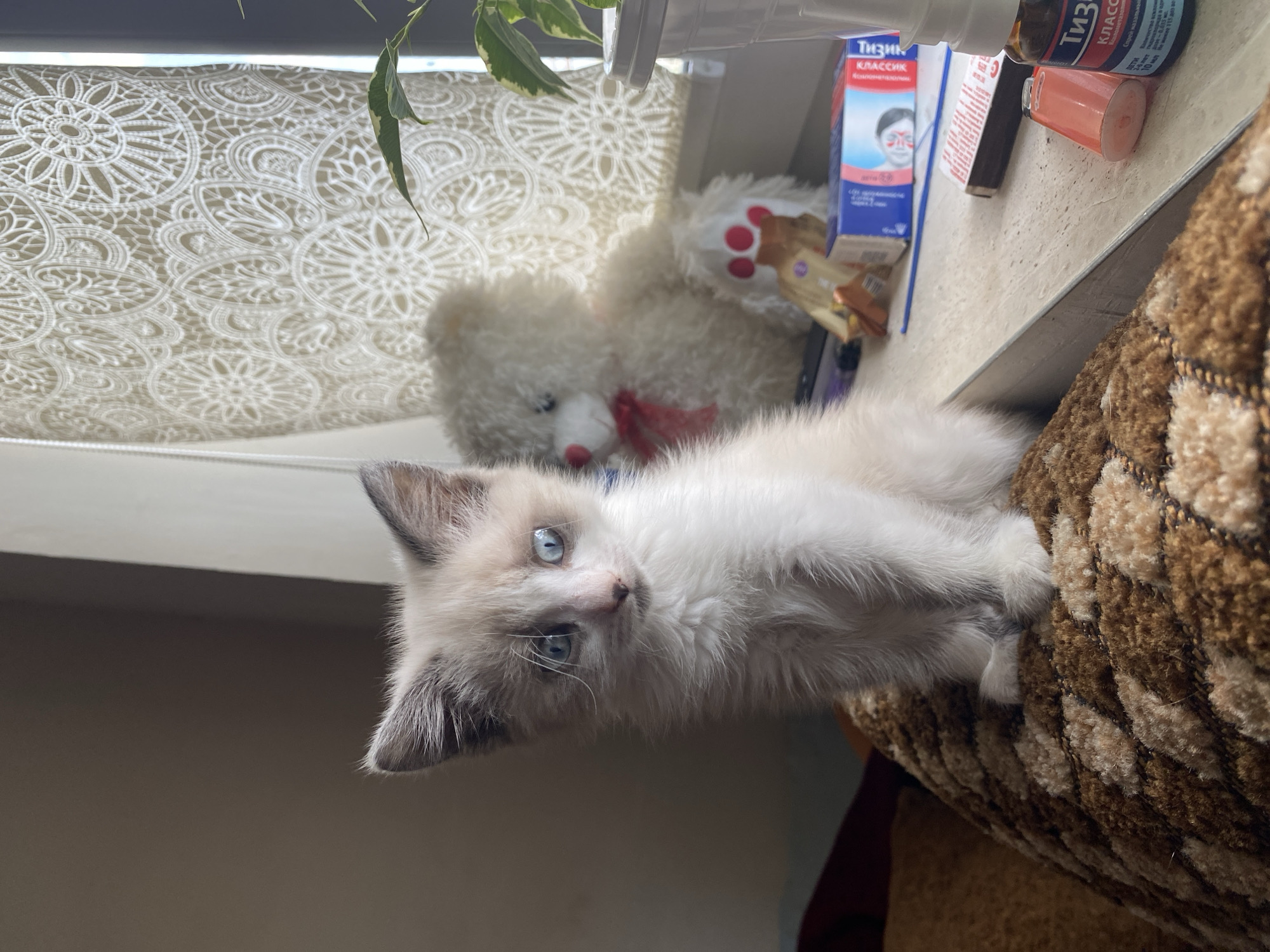 A fluffy, light-colored kitten with blue eyes sits on a patterned cushion. Behind the kitten, on a windowsill, sits a fluffy white teddy bear with a red ribbon around its neck. To the right of the teddy bear is a potted plant. The windowsill also displays several small objects, including a blue box with text, a small box that appears to be matches, a small orange container, and a small brown bottle with a white spray top. The background includes a lace curtain and a wall. The scene appears to be indoors, possibly in Kisliakovskaya, Russia, given the context.