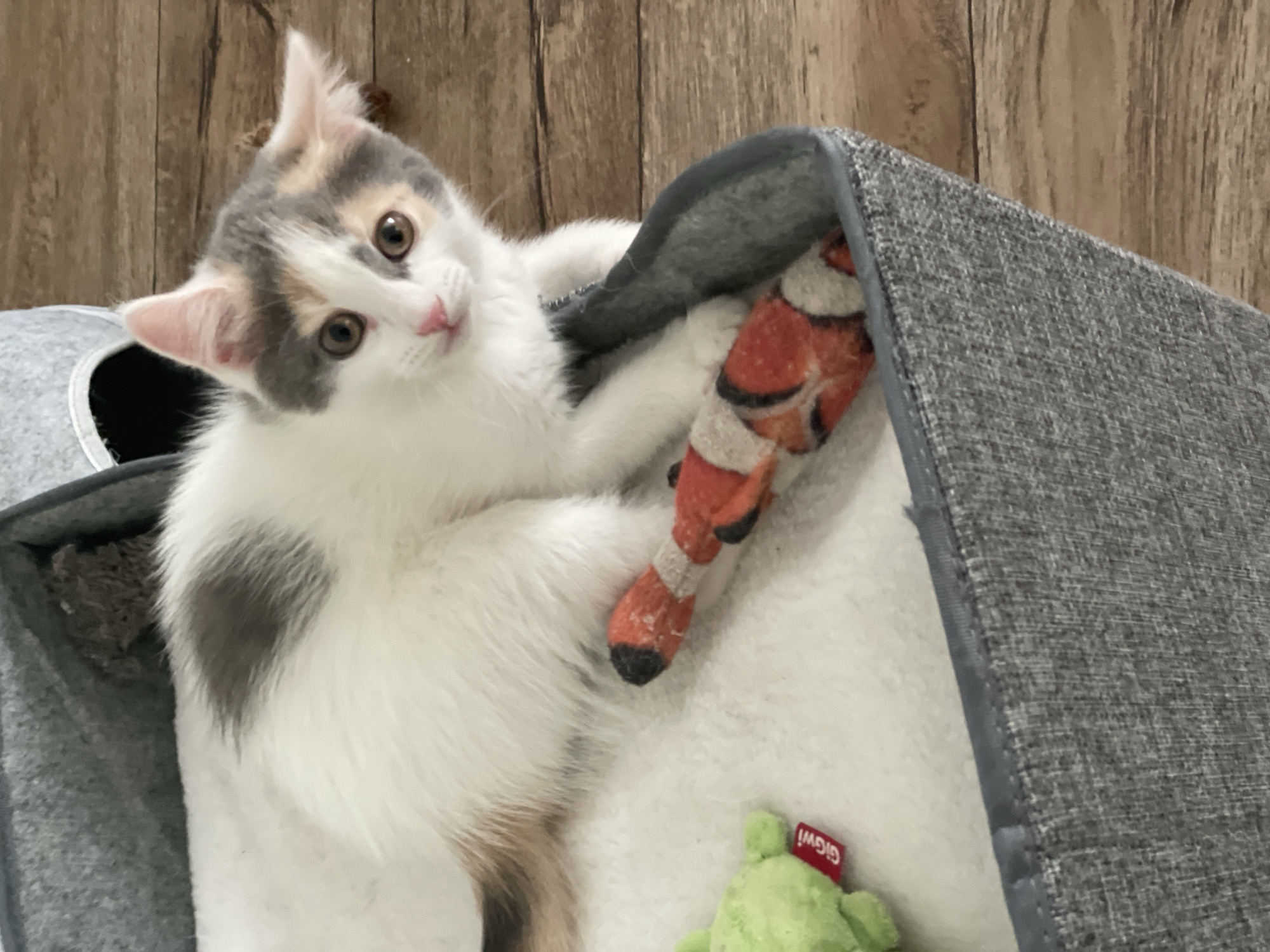 A calico kitten with white, grey, and orange patches looks towards the camera. The kitten's head is tilted to the left, and its large, brown eyes are wide. The kitten is lying on a soft, cream-colored surface, possibly a bed or blanket, within a grey fabric cat bed. To the left of the kitten, a grey fabric structure is visible, and a brown wooden wall serves as the background. The kitten's paws are extended, and it appears to be holding onto a toy that resembles a clownfish, with orange, white, and black stripes. A small, green plush frog toy with a red tag that reads "GIGWI" is also visible near the kitten's paws. The lighting suggests it is daytime, and the scene appears to be indoors. The kitten's expression is one of curiosity and playfulness.