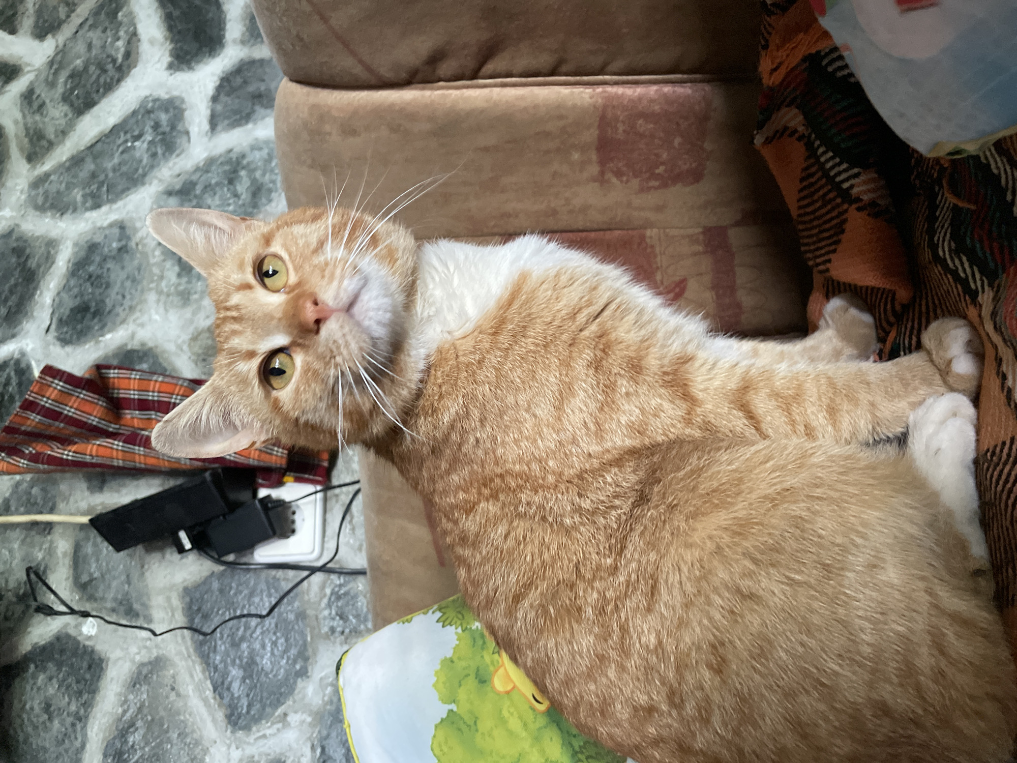 A medium-angle shot features an orange and white domestic cat lying down. The cat's head is tilted, with yellow eyes looking directly into the camera. It is positioned on a surface with various objects including a brown cushion, an orange plaid blanket, a light blue item that appears to be stuffed, a white electrical outlet with black electronic attachments, and a small book with a light green illustration. The flooring has a gray stone-like pattern. The location is unclear as the image does not contain enough detail to determine it to be Zlatograd, Bulgaria.