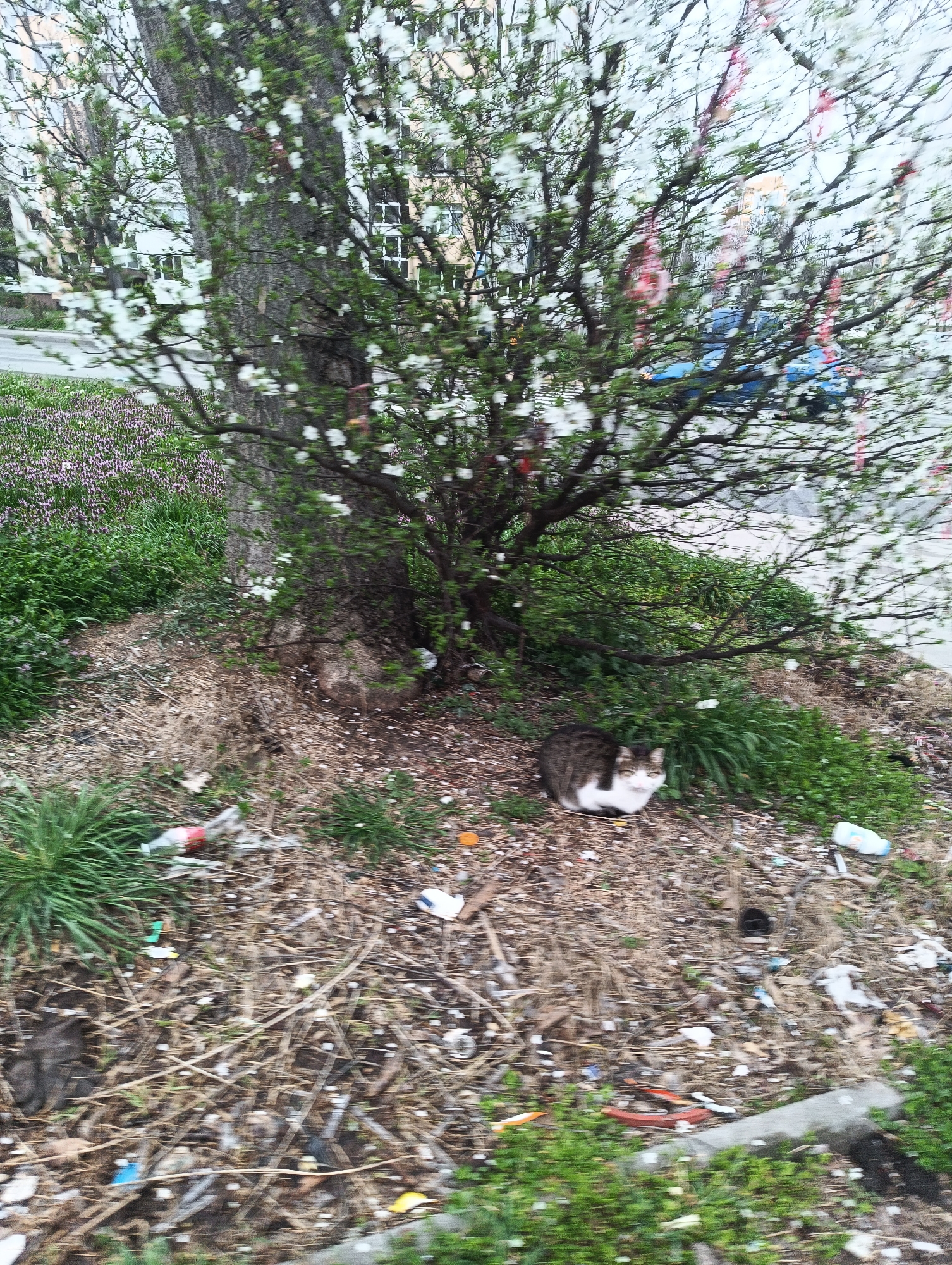 A photograph taken outdoors in an urban environment shows a tabby and white cat sitting amongst litter under a tree. The tree is in full bloom with white flowers. Other vegetation is present. There are various discarded plastic bottles and other refuse scattered around. The exact location appears to be Burgas, Bulgaria. A building and a blue car are partially visible in the background.