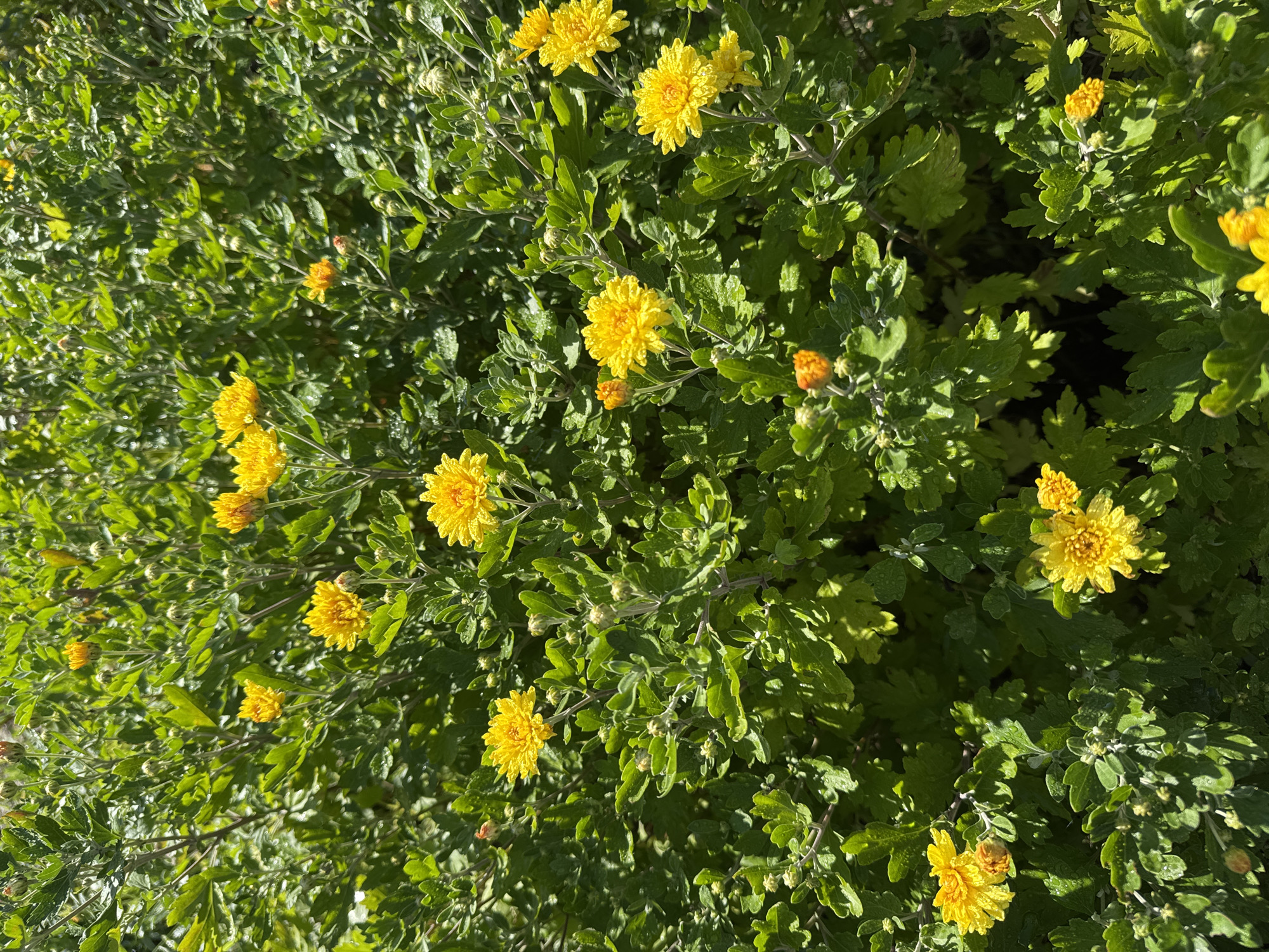 The image is a close-up, eye-level view of a dense bush covered in small yellow chrysanthemum flowers and green leaves. Some of the flowers are in full bloom, with many petals, while others are in various stages of development, from buds to partially opened blooms. The leaves are a vibrant green, and some appear slightly wet, possibly from dew or recent rain. The sunlight casts shadows and highlights across the foliage and flowers, creating a dappled effect. The background is filled with more greenery, suggesting a natural outdoor setting. There are no people or animals visible in the image, and no specific objects that would indicate a particular location within the city of Rassvet, Kazakhstan. The scene is a straightforward depiction of flowering chrysanthemum plants.