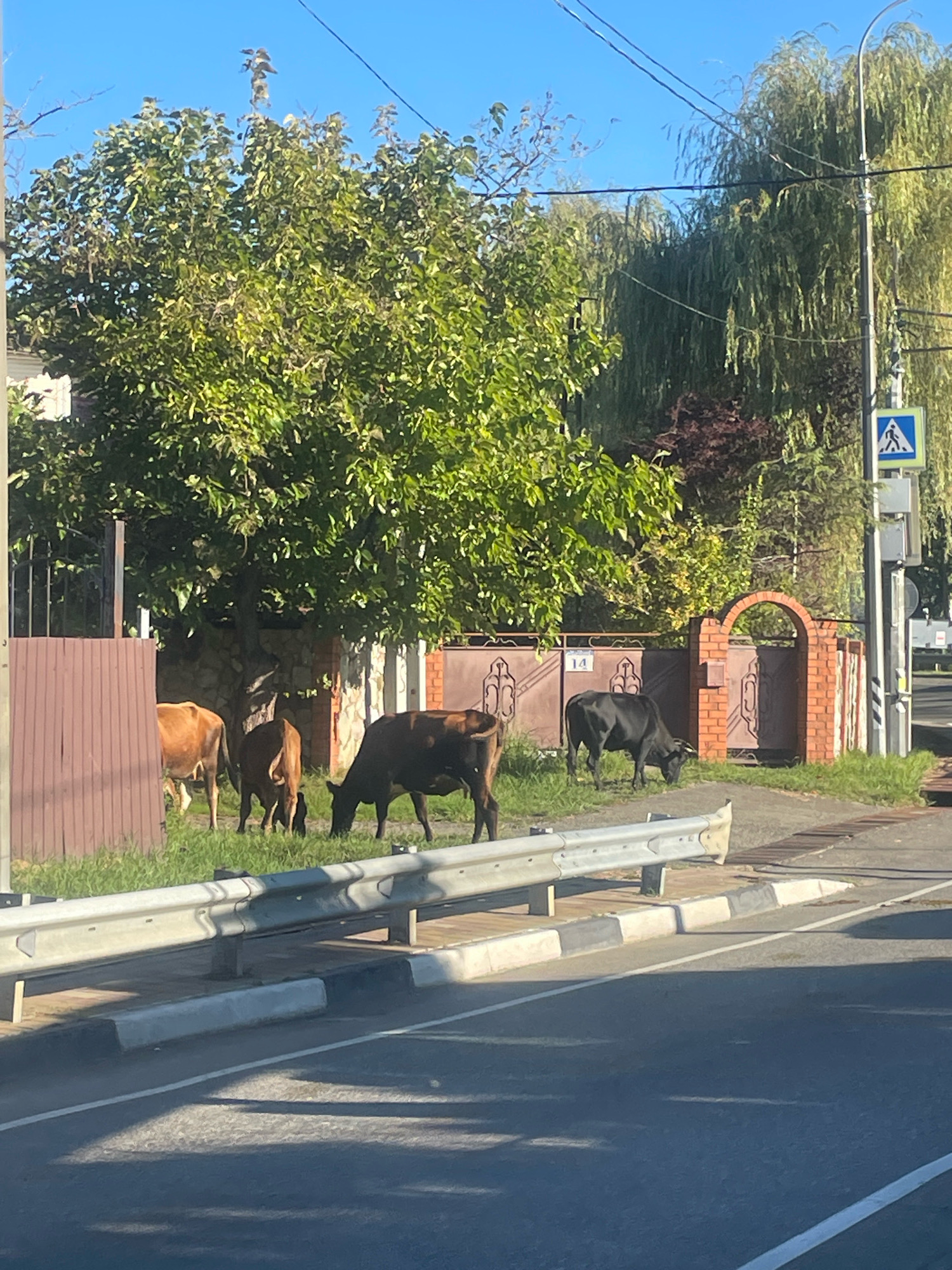 In Sochi, Russia, on a clear day with a blue sky, a herd of four cows is grazing on a grassy area beside a paved road. Three of the cows are light brown, while one is black. They are positioned near a red brick gate with decorative metalwork, and a tall tree with green foliage dominates the background. A pedestrian crossing sign is visible on a pole near the road. The scene appears to be a rural or suburban area within the city, with a sense of everyday life and nature coexisting.
