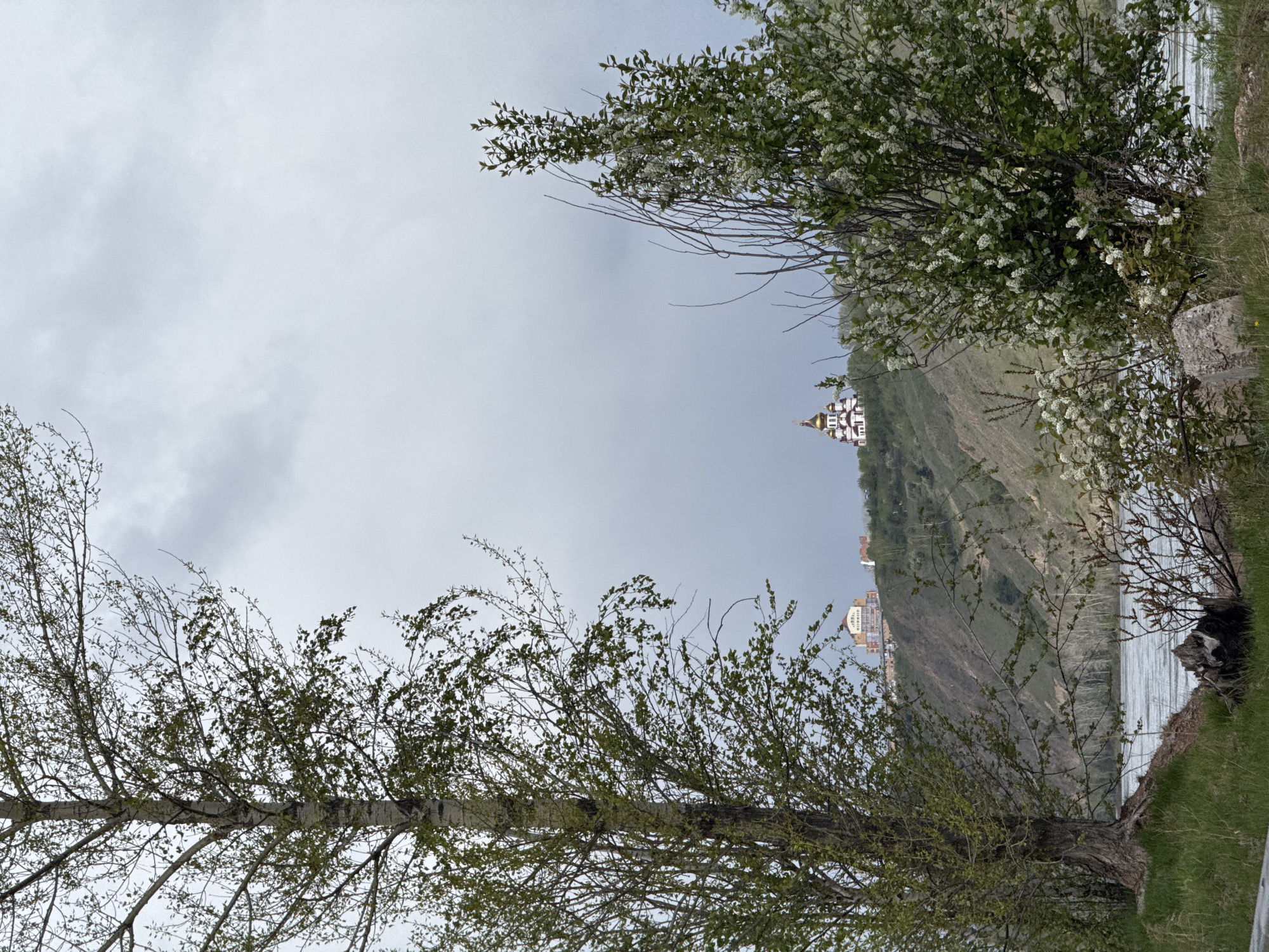 The image shows a view of the Yenisey River and the buildings on the hillside in Krasnoyarsk, Russia. Two trees frame the scene. The left tree is a birch, and the right tree is a flowering shrub. A riverbank with grass is in the bottom right corner of the image. The sky is overcast. A church is seen on the hillside, along with other buildings.