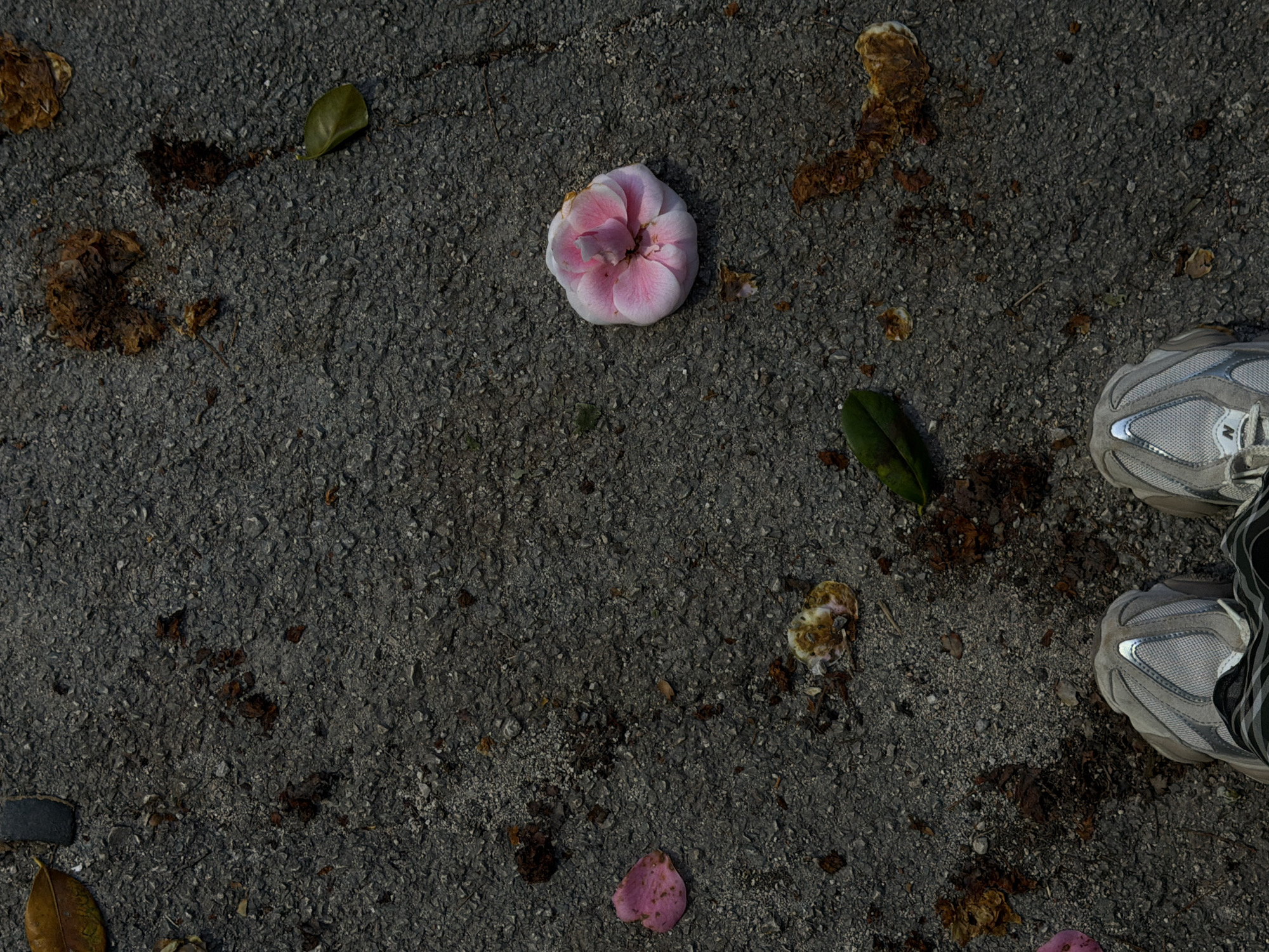 The image shows a section of asphalt pavement scattered with botanical debris: fallen leaves, twigs, and several flower parts including a complete, pink and white flower. In the lower right corner are the toes of a person wearing gray athletic shoes. The scene appears to be outdoors in natural light. No other people or built structures are visible. There is no indication of Trebesin, Montenegro in the image.