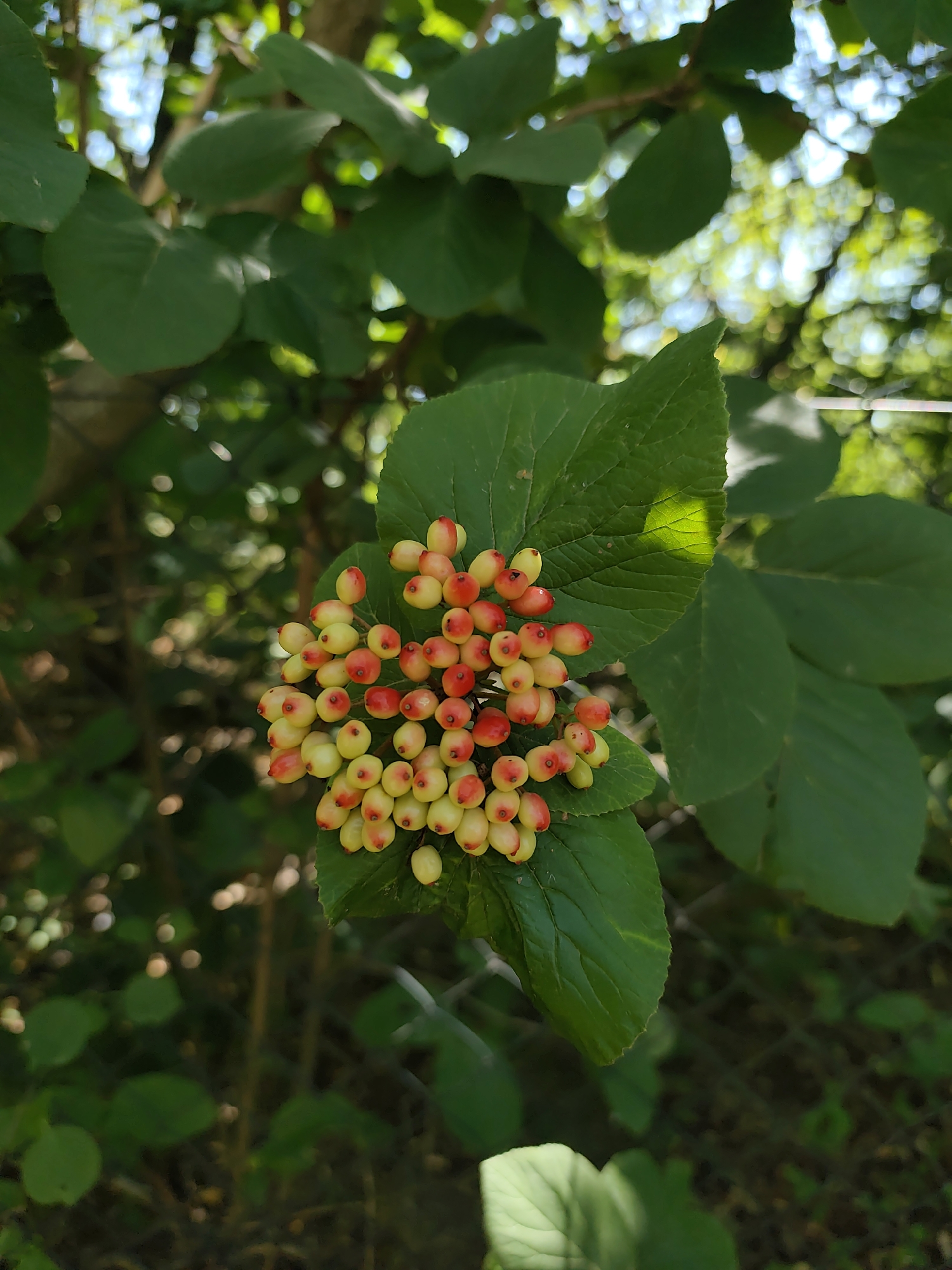 A close-up, vertical, outdoor photograph captures a cluster of small, round berries on a green leaf. The berries are a gradient of yellow and red, with some appearing almost entirely yellow and others transitioning to a vibrant red at their tips. They are arranged in a dense bunch, with individual berries visible, each with a slight sheen. A large, textured green leaf serves as a backdrop and support for the berries. The background is softly blurred, revealing more green foliage, dappled sunlight, and hints of trees and possibly a fence. The lighting suggests it is daytime, with natural light illuminating the scene. There are no people or animals present. The overall impression is one of natural growth and the vibrant colors of ripening fruit.
