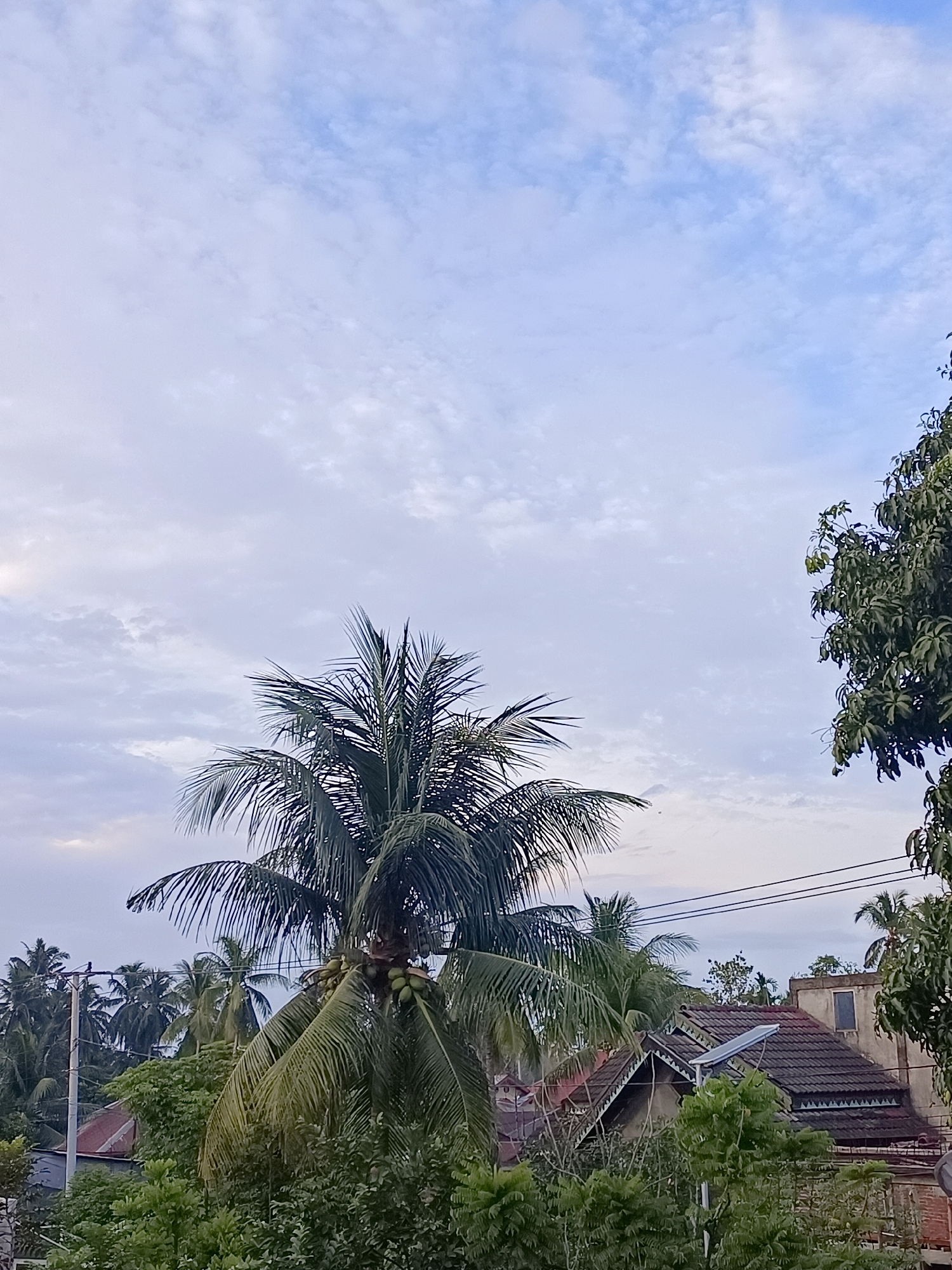 The image depicts a residential scene in Blang Cut, Indonesia, under a cloudy sky. In the foreground, a cluster of coconut trees with green coconuts is prominent, with their fronds reaching towards the sky. Behind the trees, a traditional Indonesian house with a tiled roof and ornate eaves is visible. Power lines and a utility pole are present in the background, indicating the presence of infrastructure. The environment is lush with various types of greenery, including more trees and foliage. The overall impression is that of a rural or semi-urban setting in Indonesia.