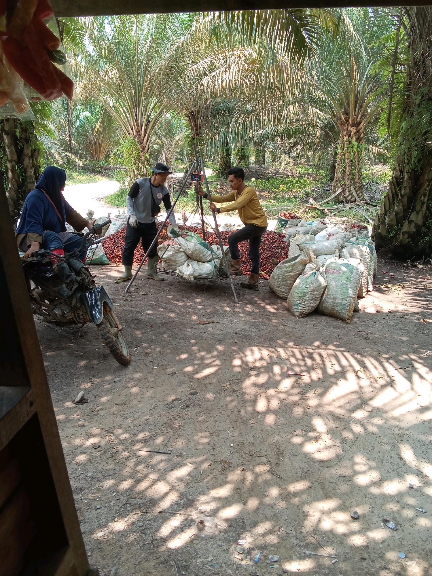 An overhead shot captures a group of people working in a palm oil plantation. In the foreground, a woman wearing a blue hijab and a brown jacket sits on a black motorcycle. To her right, two men stand by sacks filled with palm nuts. The man on the left wears a gray long-sleeved shirt and black pants, while the man on the right is in a yellow long-sleeved shirt and black pants, holding onto a metal pole. The ground is dirt, and the background is filled with rows of palm trees. Sunlight casts dappled shadows across the scene.