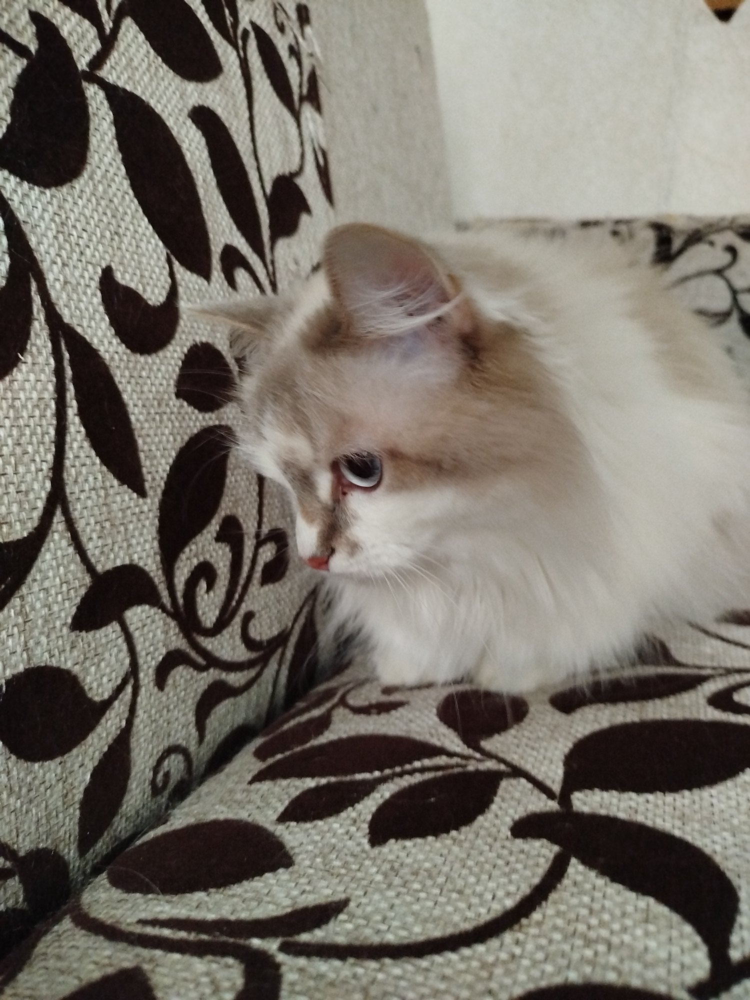 The image captures a fluffy, long-haired cat resting on a patterned sofa. The cat has soft, light-colored fur, appearing white or cream with subtle light brown or tan markings around its face and ears. Its bright blue eyes are a striking feature, complemented by a small, pink-toned nose. The cat is positioned on the sofa, looking downwards and slightly to its left, with a calm and seemingly pensive expression.
The setting is indoors, likely a domestic space such as a living room, indicated by the presence of the upholstered furniture. The sofa features a distinctive fabric pattern with intricate dark brown, leafy, and vine-like designs set against a textured light beige or oatmeal-colored background. The lighting in the image is even and ambient, suggesting either natural daylight from an unseen window or typical indoor artificial lighting. No specific time of day or outdoor weather conditions can be determined from the photograph. There is no visible text present in the image. The cat appears relaxed and comfortable in its surroundings.