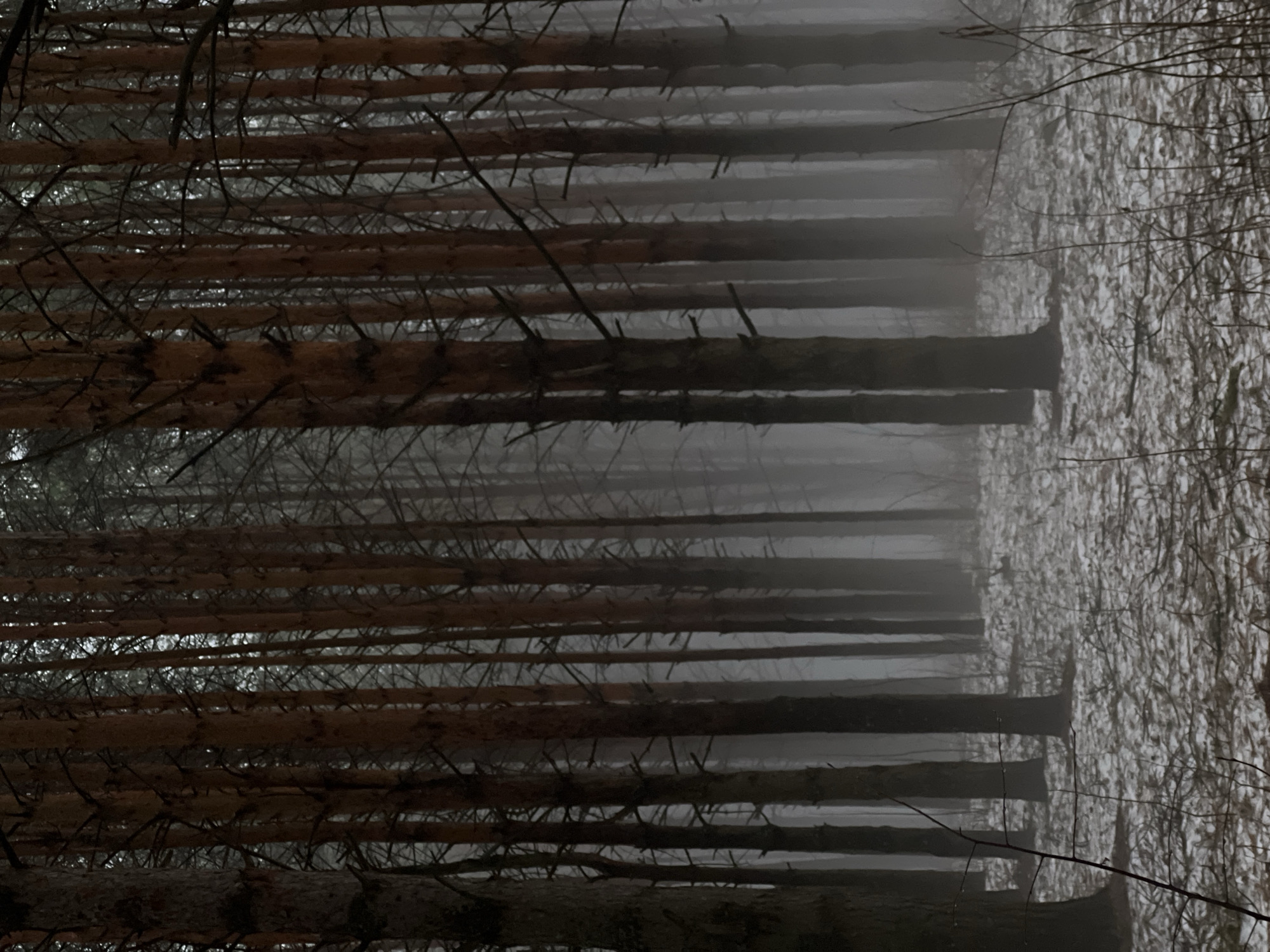 The image depicts a forest scene, likely in a temperate or boreal region, characterized by dense fog or mist obscuring the background. The foreground is dominated by vertical tree trunks, presumably conifers, with brown bark. Thin branches are visible extending from the trunks. To the right of the forest, there are some low bushes with thin branches. The fog creates a sense of depth, with the trees in the distance appearing fainter and less defined. The overall scene is dark and muted in color. The image is inverted, suggesting it was taken in a forested area in Chaikovsky, Russia.