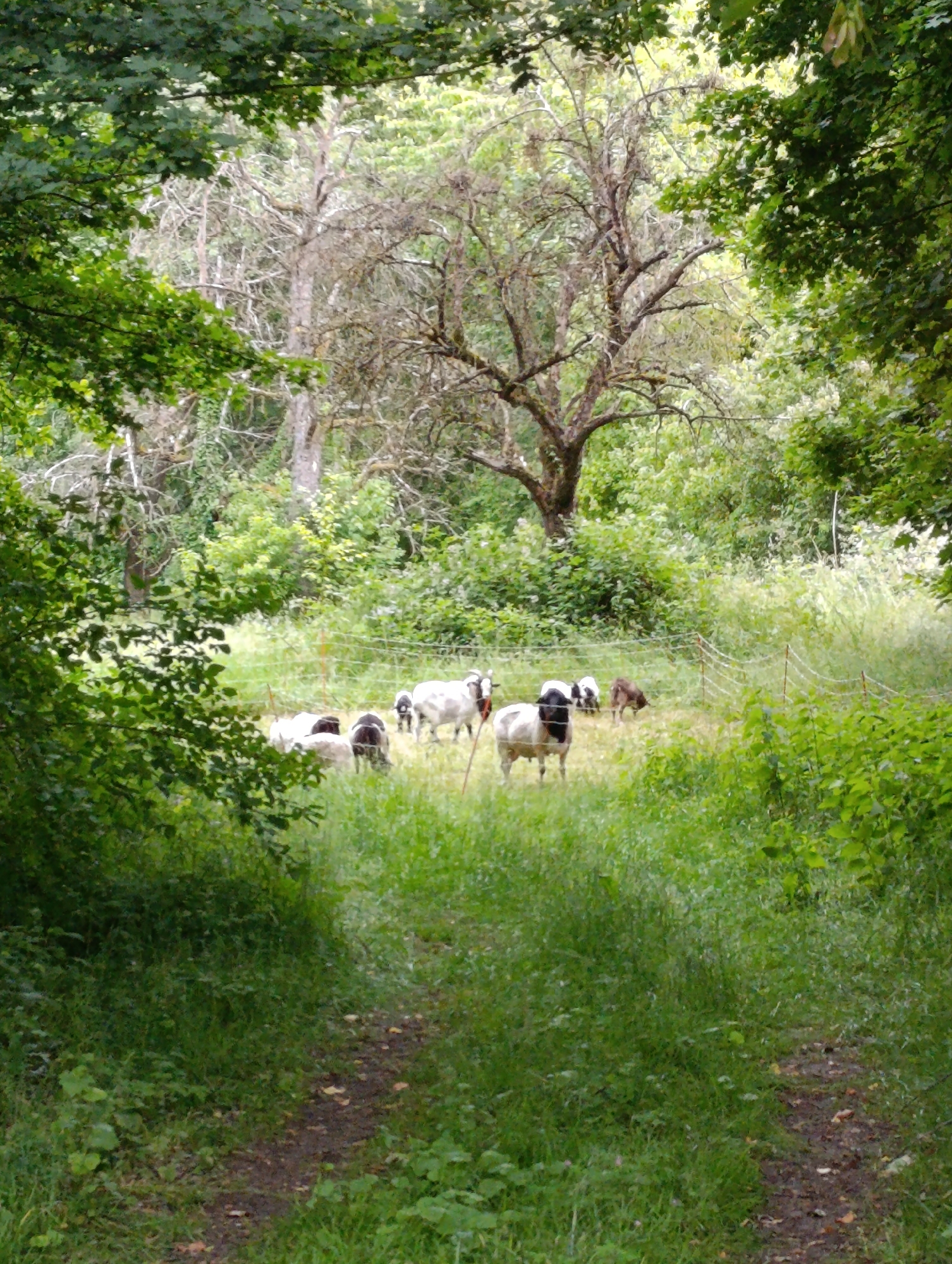 A herd of sheep are grazing in a pasture, enclosed by a wire fence, in a lush green forest setting. The sheep vary in color, with some being white and others black and white. A narrow dirt path winds through the foreground, bordered by tall grass and foliage. In the background, a large, gnarled tree stands prominently, surrounded by dense vegetation. The overall scene suggests a peaceful, natural environment. This image is located on the outskirts of Pfullingen, Germany, a town nestled at the foot of the Swabian Jura, known for its picturesque landscapes and extensive forests.