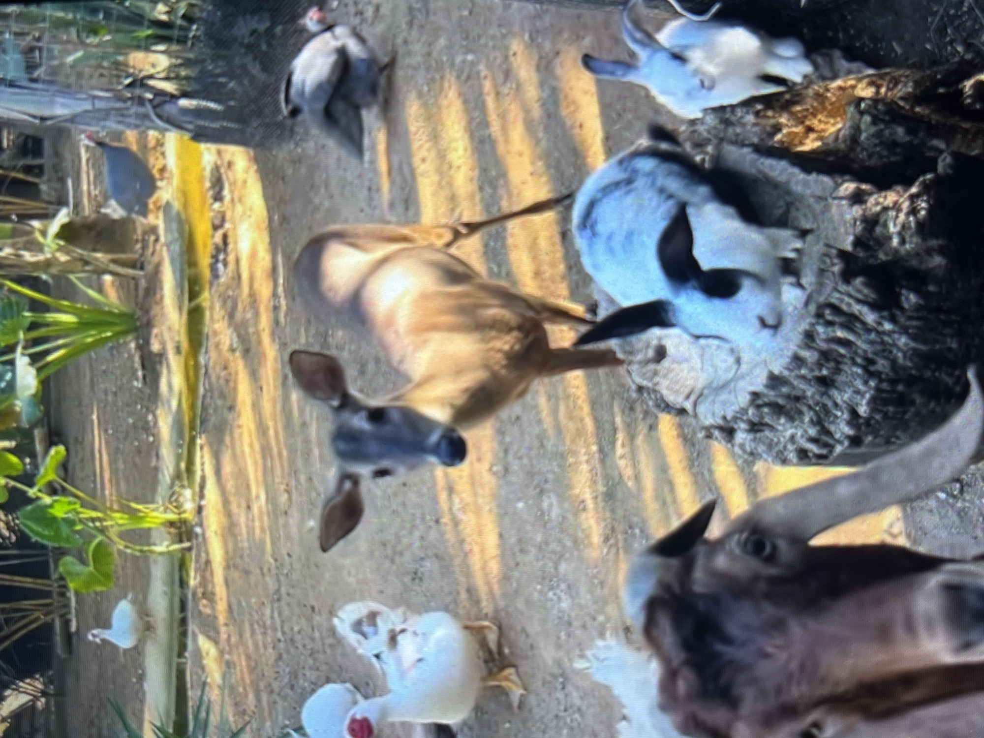 The image depicts a gathering of animals in an outdoor enclosure. A deer is positioned near the center of the frame, with its head facing the viewer. Adjacent to the deer, there are several rabbits, some with white and black markings. A goat with prominent horns is visible towards the bottom right corner. Scattered around the ground are several guinea fowl and ducks. The background includes vegetation, suggesting a rural or zoo-like setting. The location is Tinaquillo, Venezuela.