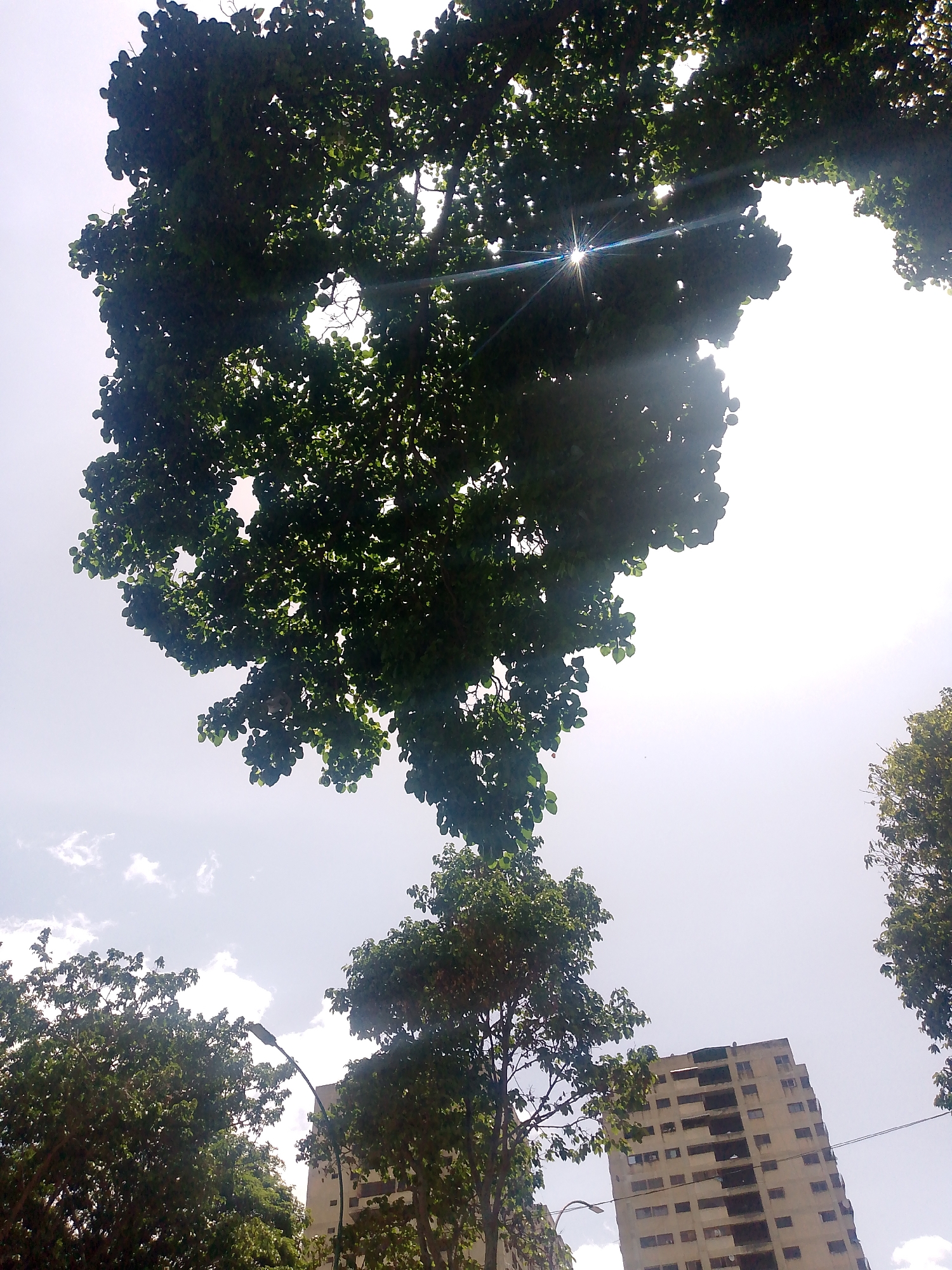 The image depicts a view upwards towards a bright sky, partially obscured by dense tree foliage. Sunlight streams through the leaves, creating a starburst effect. In the lower portion of the frame, additional trees and a multi-story building are visible. The building appears to be constructed of concrete and has multiple windows. A street lamp is also present. The scene is likely in Caracas, Venezuela, based on provided context.