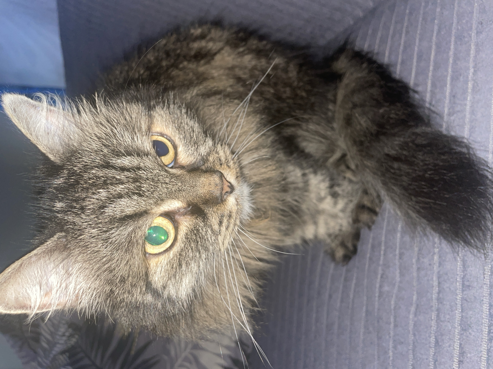 This is a close-up, eye-level photograph of a domestic cat with tabby markings. The cat is seated on a textured, blue surface that appears to be upholstery. The cat's fur is a mix of brown, black, and gray, with a thick mane around its face. Its ears are pointed, and its whiskers are long and white.
The cat's most striking feature is its heterochromia. Its left eye is a bright, almost neon green, while its right eye is a golden yellow with a dark pupil. The right eye exhibits a distinct light reflection, possibly from the camera flash, which gives it an almost black appearance in the pupil. The cat's nose is pink. Its tail is visible and appears to be bushy and dark.
The background is softly blurred, suggesting a shallow depth of field. To the left of the cat, a patterned surface with dark leaf-like shapes is visible, likely part of the same furniture or a nearby decorative element. The upper right portion of the background is a solid, dark blue.
The image is well-lit, with the primary light source appearing to come from the front and slightly to the left, illuminating the cat's face and casting subtle shadows. There are no people or other animals present in the frame. The overall impression is of a domestic setting, possibly a home.
The image does not contain any visual information that can be used to determine its location in the city of Шебунино, Russia, or any other specific geographic location.
