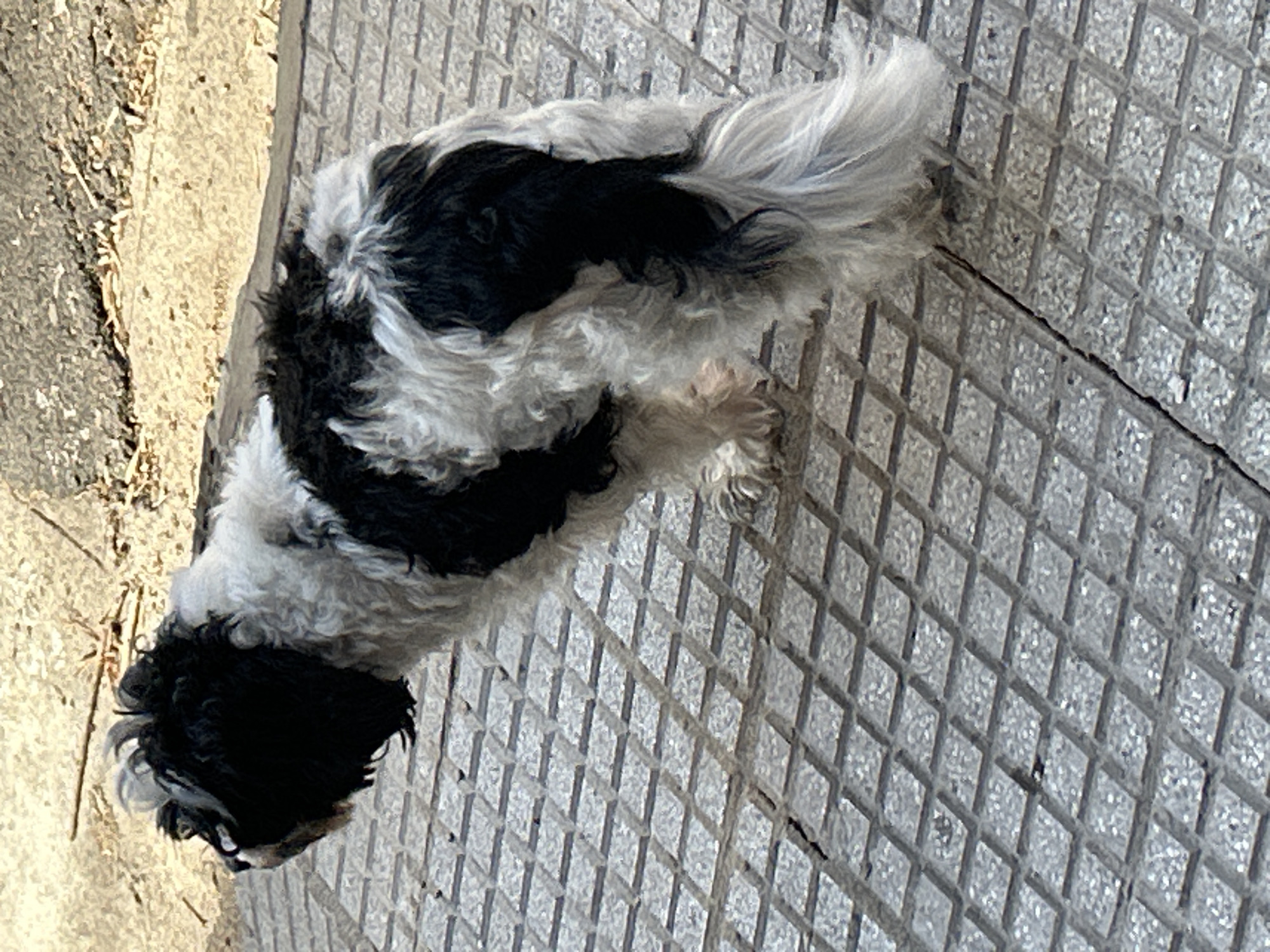 A black and white Shih Tzu dog is standing on a diamond-patterned concrete sidewalk. The dog is facing to the left of the frame, with its back to the camera. Its fur is fluffy and appears to be slightly matted in some areas. The dog's tail is held high and is long and fluffy, with a light grey color. The sidewalk is textured and appears to be weathered, with some dirt and debris visible. In the background, there is a dirt path and some dried vegetation. The lighting suggests it is daytime, with shadows cast on the sidewalk. There is no indication of the specific location in Buenos Aires, Argentina.