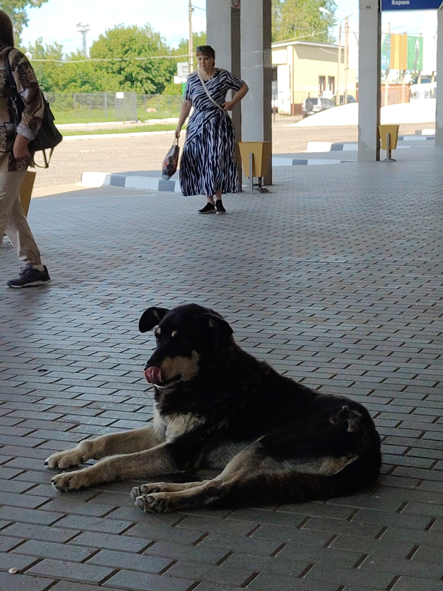 In an outdoor, paved area, a medium-sized dog with dark fur and tan markings lies on its side, panting with its tongue out. The dog is positioned in the foreground, with its paws and hindquarters visible. In the background, two women are walking. The woman closer to the dog is partially visible on the left, wearing a patterned top and light-colored pants. The second woman, further away on the right, wears a black and white striped dress and carries a shopping bag. The environment appears to be a public space with covered walkways supported by pillars, and a road or pathway in the background. The ground is paved with rectangular bricks, and there is some greenery visible behind a fence in the distance.