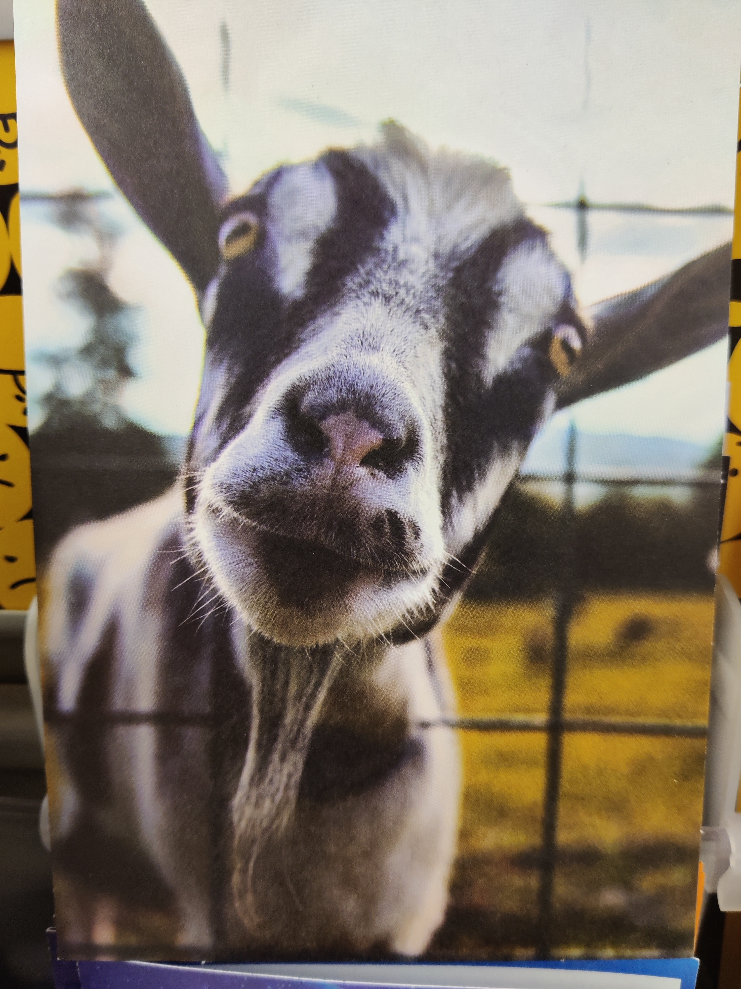 A close-up, head-on, medium shot of a goat's face is the primary subject of this image. The goat has black and white markings on its face, with prominent black stripes running from its eyes to its ears. Its eyes are yellow and appear to be looking directly at the camera. The goat's nose is pink and moist, with long white whiskers extending from its muzzle. A goatee is visible beneath its chin. The goat is positioned in front of a blurry background that includes a wire fence and a field of yellow grass. The image appears to be a photograph of a postcard or a printed image. There is no discernible urban environment or specific location in Mechanicsburg, United States of America, depicted in the image.