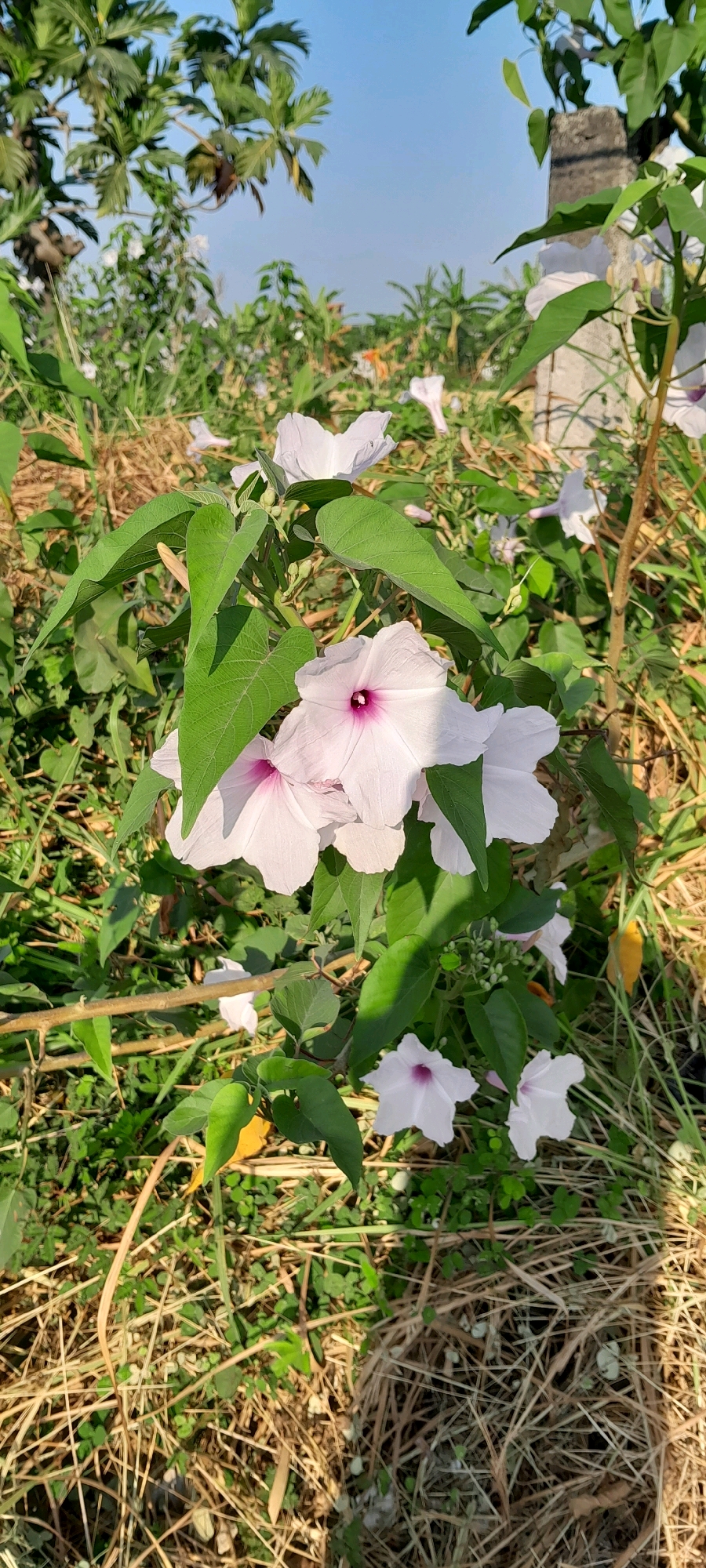 In Bendungan, Indonesia, a cluster of light pink morning glory flowers with purple centers bloom amidst lush green foliage and dry grass under a clear blue sky. The flowers, varying in size and bloom stage, are the primary subjects, with a few smaller blooms scattered in the background. The environment is natural, suggesting an outdoor setting with plants and a stone pillar visible on the right side. The scene captures the delicate beauty of nature in a tranquil, sunlit atmosphere.