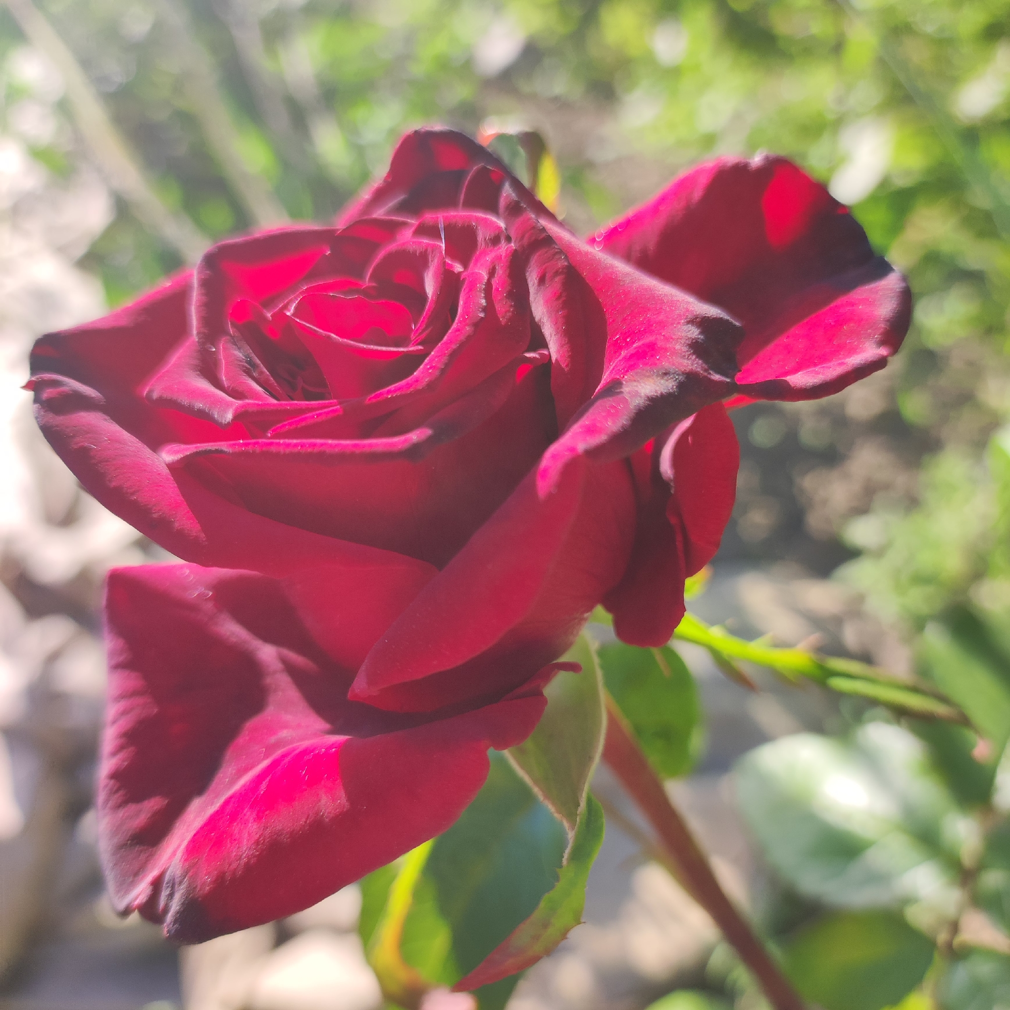 The image displays a close-up of a deep red rose in bloom, bathed in natural sunlight. The rose is the primary subject, with its velvety petals unfurling in a classic spiral. The lighting suggests it is daytime, possibly morning or late afternoon, given the warm glow and the shadows cast on the petals. The background is softly blurred, indicating a shallow depth of field, with hints of green foliage and possibly other garden elements like rocks or soil. The overall impression is one of natural beauty and tranquility, highlighting the intricate details of the rose. There are some water droplets visible on the petals, suggesting recent watering or dew. The setting appears to be outdoors, likely a garden or a natural landscape in Navoloki, Russia. No people or text are visible in the image.