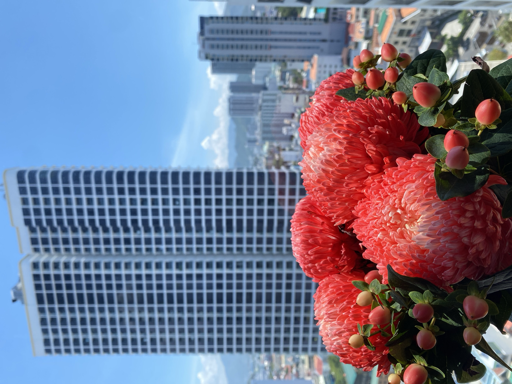 This image captures a close-up of a vibrant bouquet of red flowers, possibly chrysanthemums, with small red berries and green leaves. The bouquet is positioned in the foreground, obscuring the lower portion of a cityscape. In the background, two large, modern high-rise buildings with numerous square windows dominate the view under a clear blue sky. Further in the distance, other buildings and mountains are visible, suggesting an urban setting. The overall impression is a bright, sunny day. Given the architectural style and the mountainous backdrop, this scene is consistent with the city of Nha Trang, Ward, Vietnam. There are no people or animals present in the image.