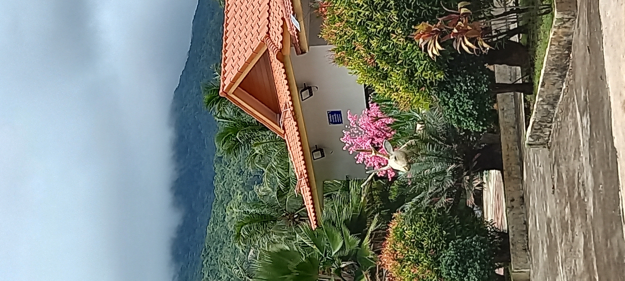 Captured in ตำบลเกาะพะงัน, Thailand, this eye-level shot features a building with an orange tiled roof. A mountain veiled in mist occupies the left background. Palm trees and diverse greenery flank the building, while a deer statue stands amidst pink flowering plants. A concrete structure or wall fills the right side of the frame.