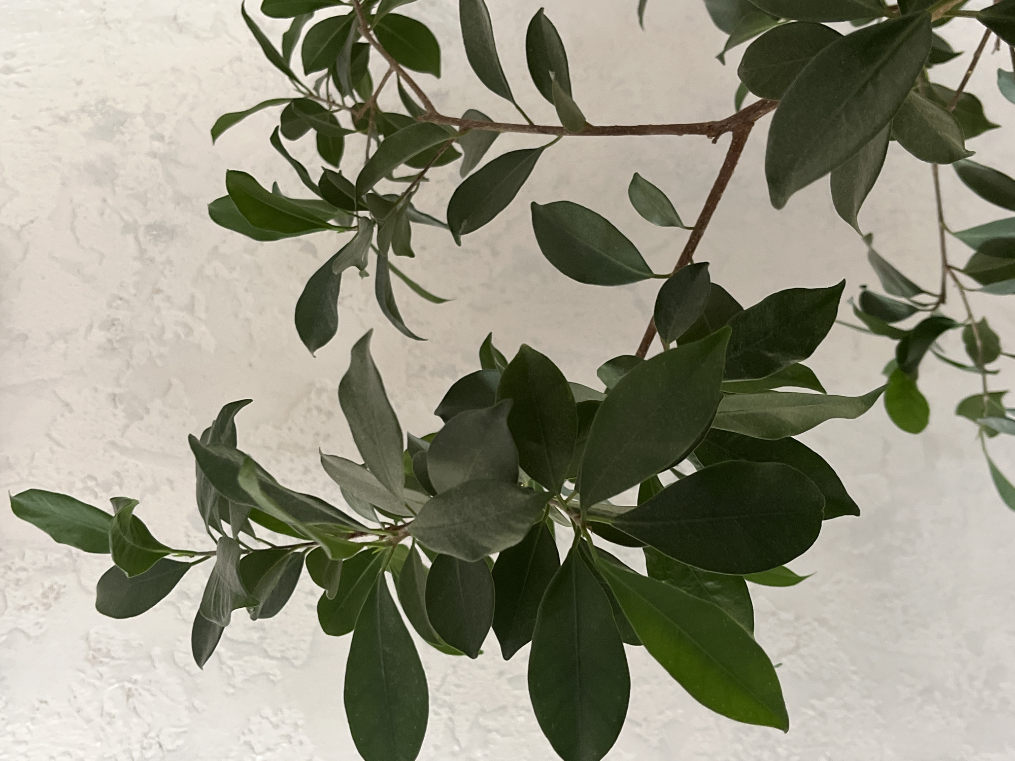 The image is a close-up, eye-level shot of a Ficus benjamina plant, commonly known as a weeping fig, against a textured, off-white wall. The plant's branches are visible, with numerous dark green, ovate leaves. The lighting is soft and diffused, creating gentle shadows and highlighting the glossy texture of the leaves. The background wall has a slightly rough, stucco-like finish. There are no people or any other objects or environmental features visible in the frame. The scene appears to be indoors, likely in a residential or office setting. The image does not contain any specific landmarks or clues that would allow for the identification of its location within Krasnyye Barrikady, Russia.