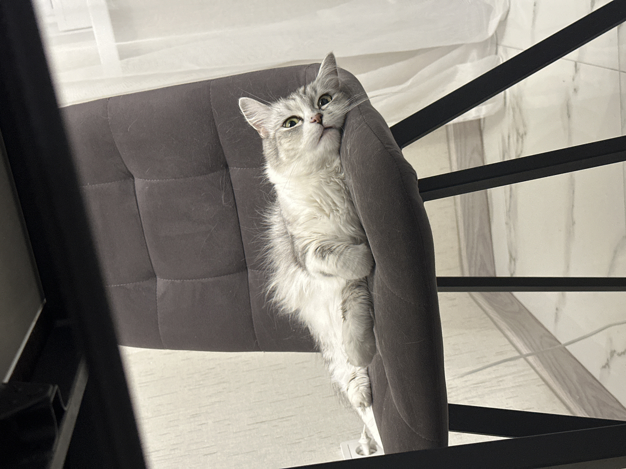 A fluffy grey and white cat is lying on its side on a plush grey upholstered chair. The cat is facing left with its head turned towards the camera, its green eyes open. Its body is stretched out, with one paw tucked under its head and the other extended forward. The chair has a quilted design and black metal legs. Behind the chair, a sheer white curtain is visible, and a wall with a textured pattern is also present. The floor appears to be tiled. The image was taken indoors. There is no specific information to indicate this image was taken in Krasnodar, Russia.