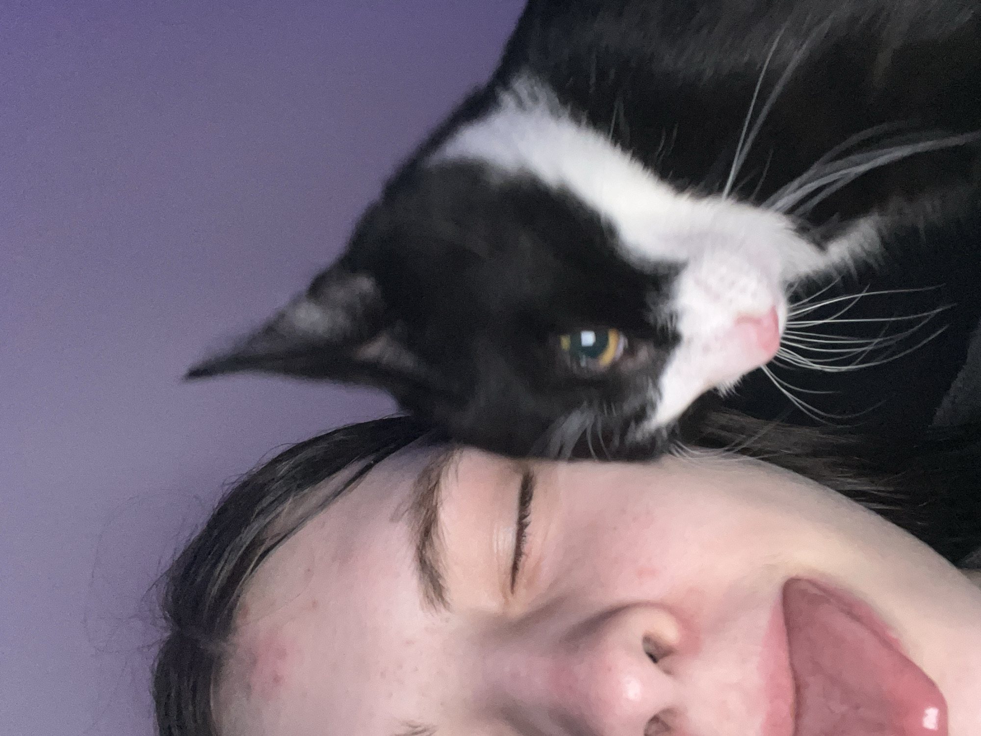 A close-up image shows a fair-skinned person with brown hair, eyes closed, and tongue sticking out. A black and white cat is perched on the person's forehead. The background is a solid purple color. The location is not evident from the given image and it is not possible to determine if it is in Saint Petersburg, Russia.