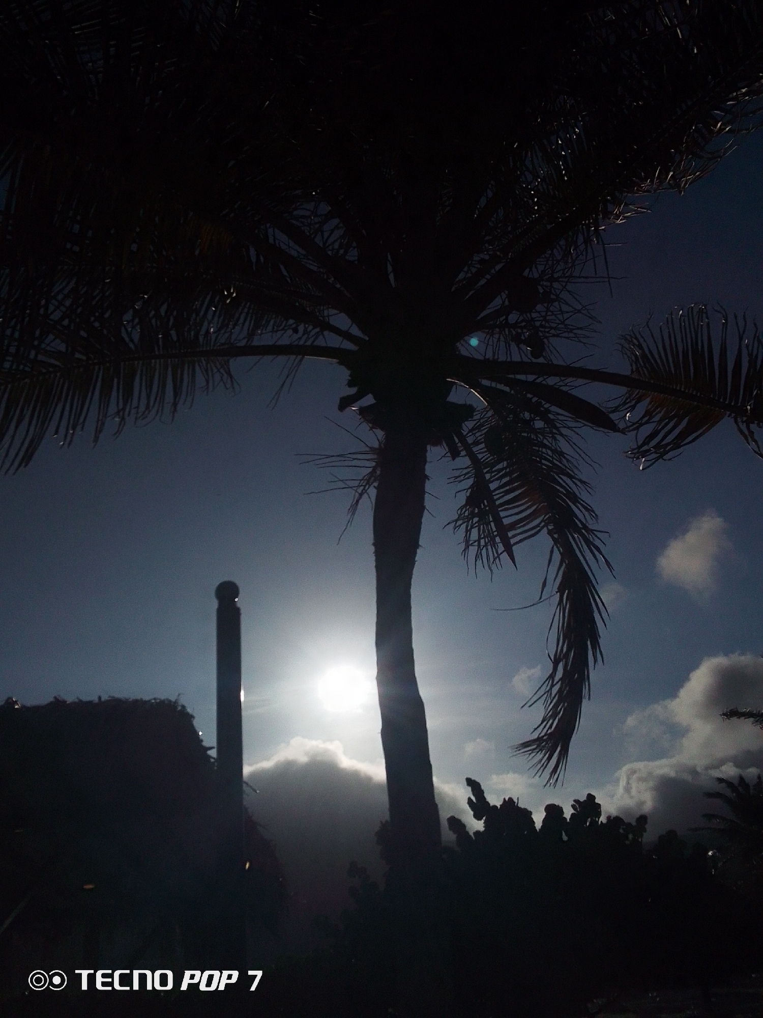 The image presents a serene tropical landscape in Pedro González, Venezuela, characterized by strong backlighting. The scene is dominated by a large palm tree, silhouetted against the bright sky and positioned prominently in the center of the frame. Its trunk forms a dark vertical line, and its extensive fronds spread across the top and sides, showing fine details of their feathery leaves. Some faint light reflections on the fronds suggest the presence of moisture, possibly dew or recent rain.
To the left of the main palm tree, another tall, dark, cylindrical object with a rounded top, possibly a flagpole or a post, stands in silhouette. Below the palm tree and extending across the bottom and right portions of the image, additional dark, indistinct foliage and structures are visible, also heavily shadowed by the lighting conditions.
The sun is a brilliant light source, positioned low in the sky towards the left of the center. It is partially obscured by bright, fluffy clouds, while the rest of the sky displays a cool blue-grey hue, with other darker cloud formations scattered further from the sun. The intense backlighting and the sun's position strongly suggest either sunrise or sunset. The weather appears to be partly cloudy.
In the bottom left corner of the image, the text "TECNO POP 7" is visible, indicating the camera or phone model used to capture the photograph. No people or specific events are depicted; the image focuses on the natural environment and atmospheric lighting.