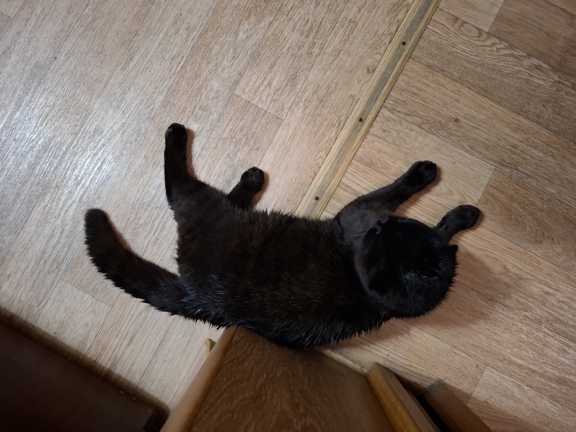 A black cat is lying on its back on a wooden floor, partially draped over the edge of a wooden cabinet. The floor has a wood grain pattern and is bordered by a strip of wood along one edge. The cat's legs are extended, and its tail is curled. The cat's head is turned away from the camera. The photograph appears to be taken indoors, possibly in a home. I have no information to indicate the location is in Khlevnoye, Russia.