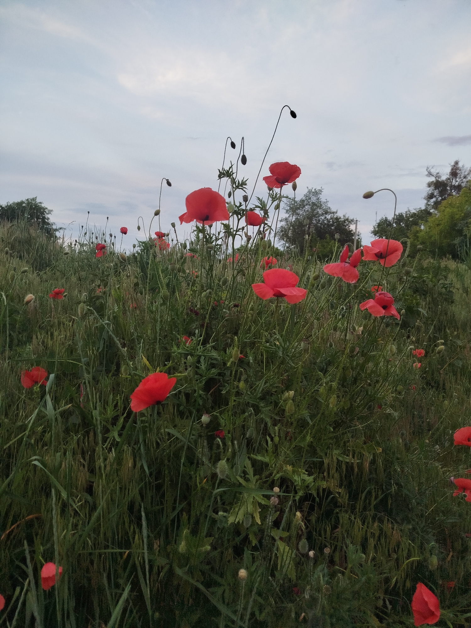 The image displays a field of dense green vegetation interspersed with numerous red poppies in Ustyvytsia, Ukraine. The sky, visible in the upper portion, is overcast and exhibits light gray-blue tones with diffuse cloud formations, indicating soft, indirect natural illumination. Red poppies (Papaver rhoeas) are prominent throughout the foreground and midground, with multiple flowers fully open, presenting vibrant red petals. Several unopened poppy buds, characterized by their distinct bent stems, are also visible among the foliage. The field consists primarily of tall green grasses and other herbaceous plants, displaying various shades of green, with some grass stalks bearing visible seed heads. In the distant background, a dense line of dark green trees forms a natural horizon on both the left and right sides of the frame. No human individuals, animals, or artificial structures are present within the captured scene.