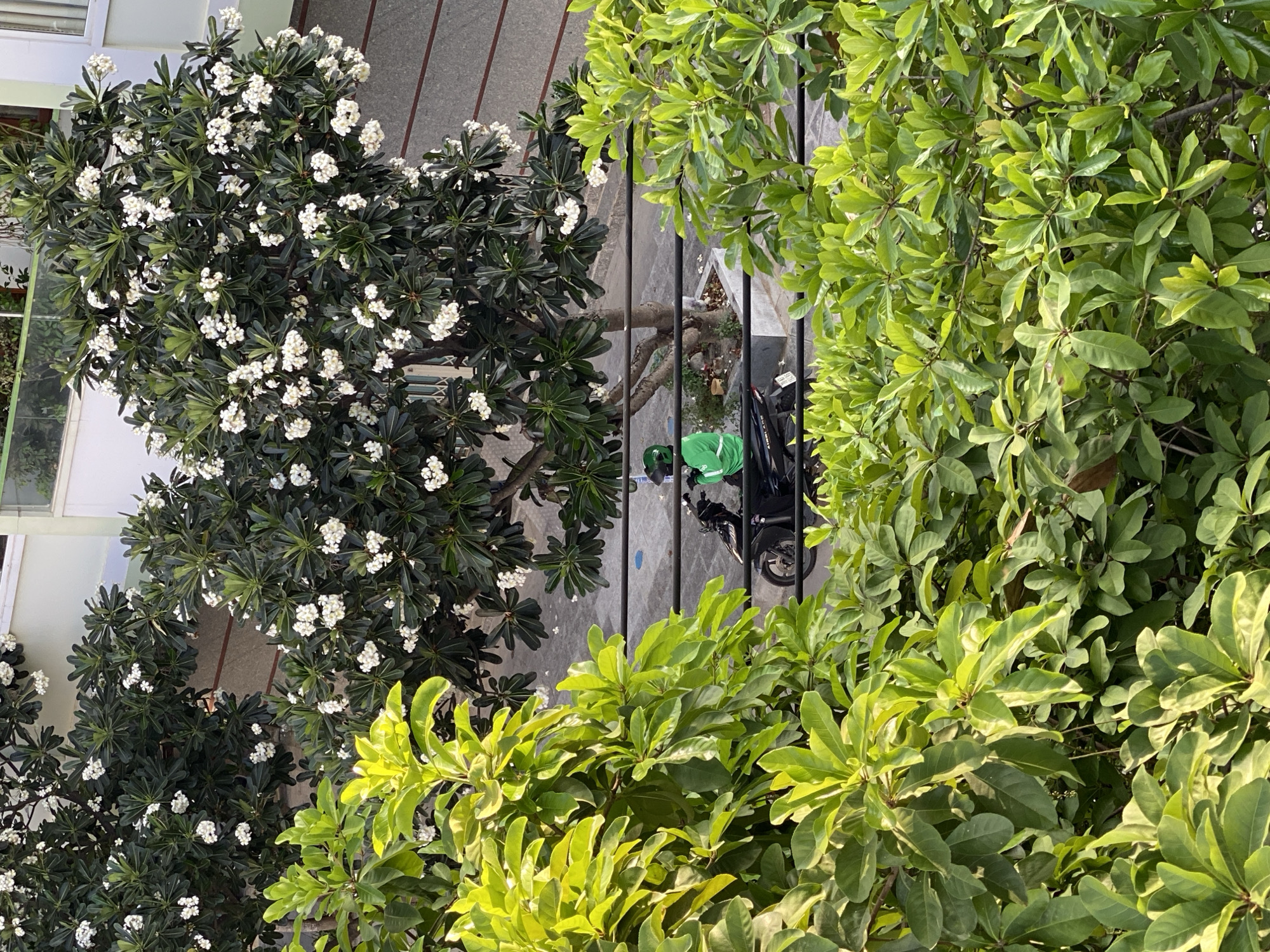 In the city of Nha Trang, Vietnam, specifically in Bac Nha Trang Ward, a street scene unfolds. The foreground is dominated by lush green foliage, casting a dappled shadow. Behind this verdant curtain, a tree with dark green leaves and white blossoms stands prominently. To the right of the tree, a paved area with reddish-brown diagonal lines is visible, suggesting a pathway or road. A black motorcycle is parked, and a person wearing a bright green helmet and jacket is seated on it. The background shows a light-colored building with some windows. The overall impression is one of a bright, sunny day, with a mix of natural elements and urban infrastructure.
