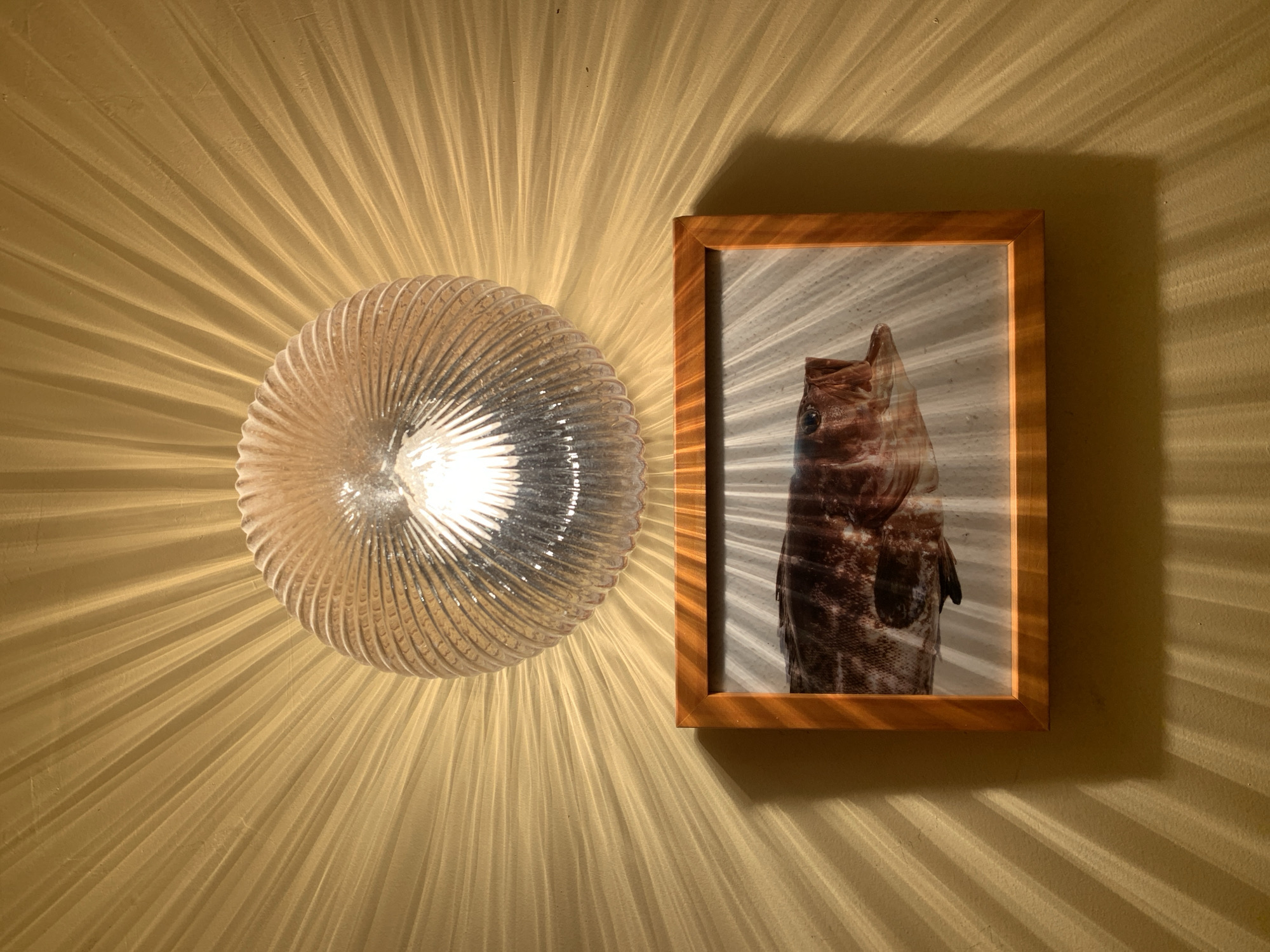 The image depicts an interior wall, painted in a muted yellow-gold tone, featuring a wall-mounted light fixture positioned above a framed picture. The light fixture is a circular sconce with a fluted or ribbed clear glass shade, centrally located in the upper portion of the frame. An illuminated bulb within the sconce emits bright light, casting distinct radial patterns of alternating light and shadow across the entire visible wall surface, emanating from the fixture's center. Below the light fixture, a rectangular wooden frame, light brown in color, is centrally mounted. Inside the frame is a print or photograph of a fish, likely a grouper, displaying mottled brown and white coloration, oriented horizontally with its head facing right. The radial light patterns from the sconce are superimposed upon the surface of the framed picture and the adjacent wall. No individuals or specific actions are visible. The precise location within Tel-Aviv, Israel, is not discernible from the visual evidence presented.