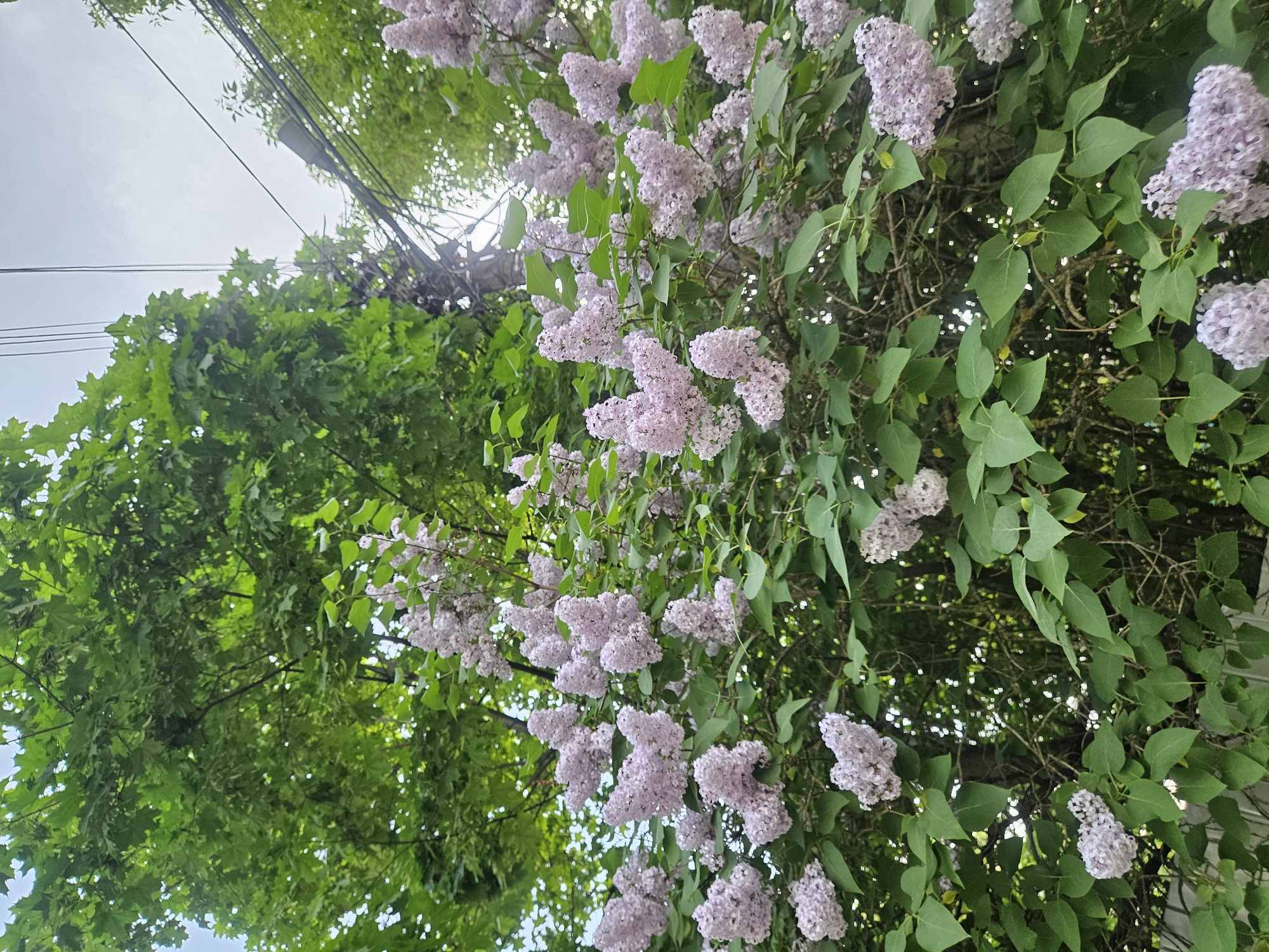 The image depicts a view looking up into trees in the city of Rodniki, Russia. Blooming lilac bushes with light purple flowers are interspersed with other green leafy trees. A utility pole with overhead power lines is visible against a cloudy sky.