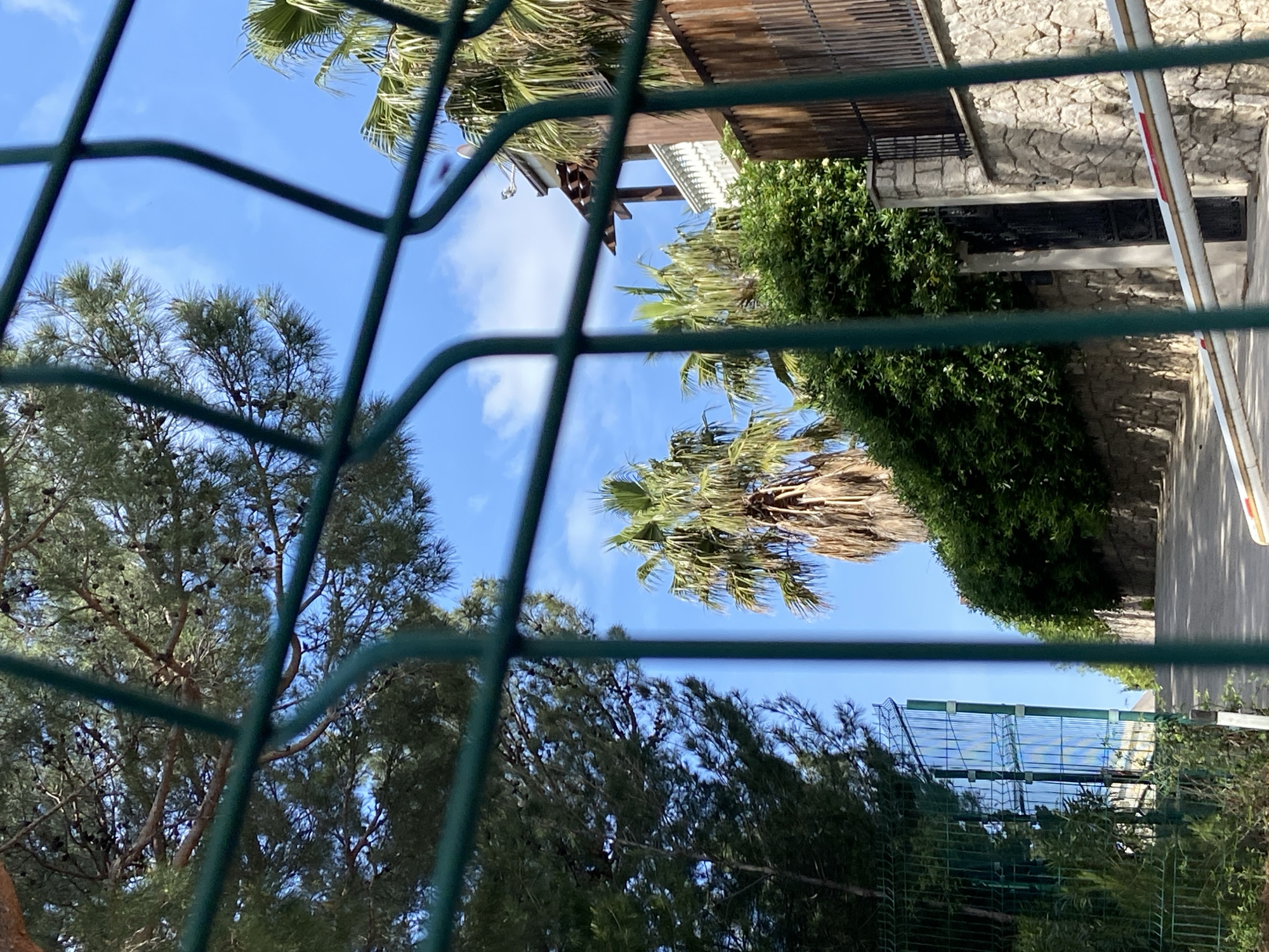 The image, likely taken in Šušanj, Montenegro, shows a view through a green chain-link fence. A tall pine tree with many cones is visible on the left. A palm tree is positioned in the center. Beyond, there's greenery and the side of a building constructed with stone. A partly raised barrier, possibly for parking, is also visible. The sky is blue with scattered clouds. The image orientation appears to be rotated counterclockwise.