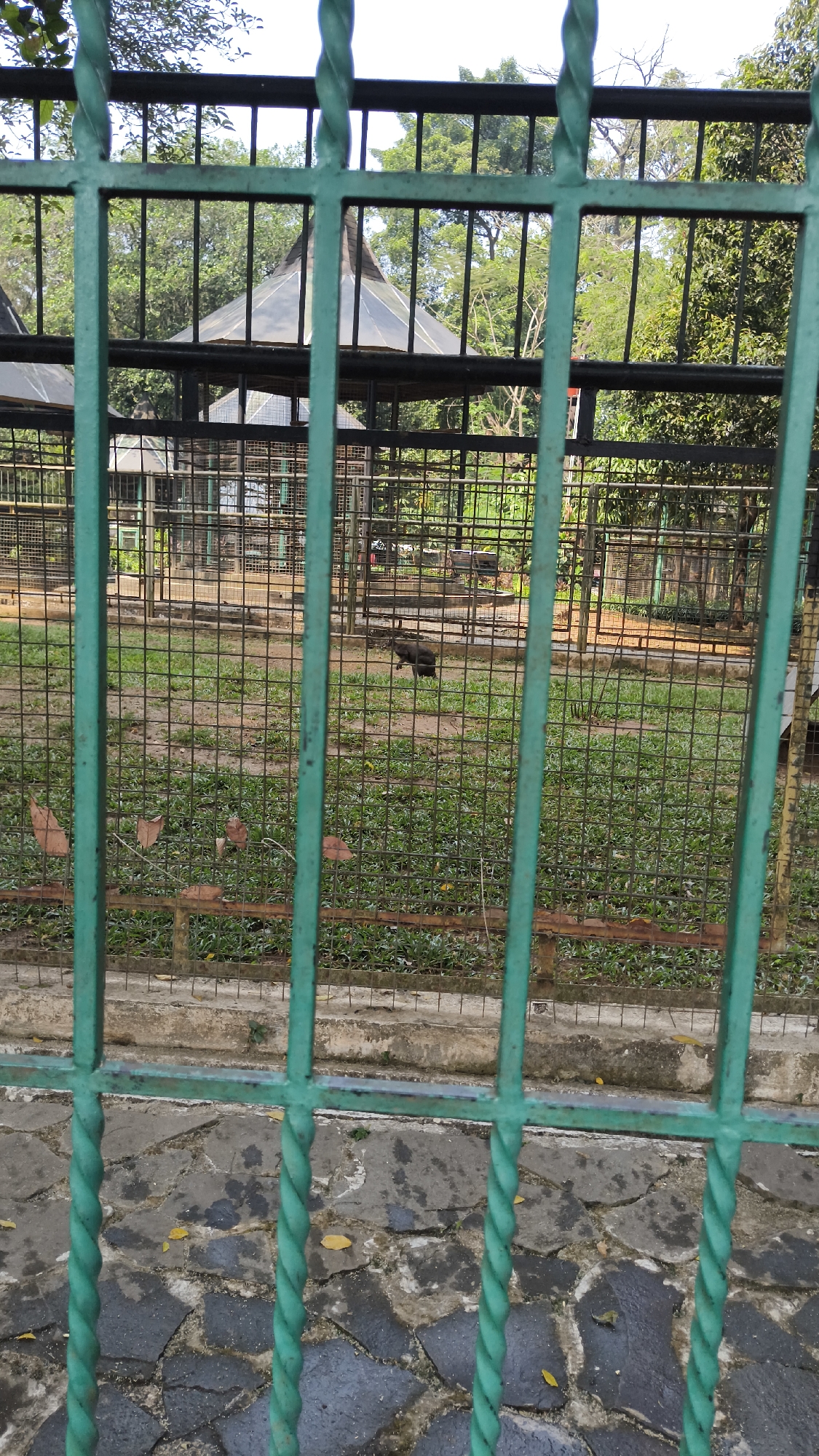 A medium shot captured from behind a green metal fence reveals a zoo enclosure. The fence, painted a vibrant green, features a decorative twisted design on its vertical bars. Beyond the fence, the enclosure is covered with a carpet of green grass, interspersed with fallen brown leaves. A single, dark-colored bird stands in the middle of the grassy area, facing to the left. In the background, a large, hexagonal structure with a translucent, pointed roof is visible, possibly a shelter or aviary. The enclosure is surrounded by more metal fencing, and beyond that, lush green trees form a dense canopy. The ground in the foreground, outside the enclosure, is paved with irregular grey flagstones, some of which appear wet. The scene is set in a zoo, likely within the city of South Jakarta, Indonesia.
