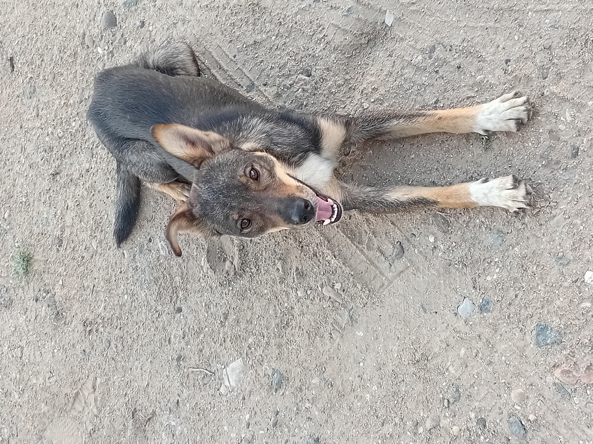 A medium-sized dog with dark gray and tan fur lies on a dusty, gravelly surface. The dog's mouth is open, showing its teeth and pink tongue. Its ears are perked up, and its eyes are open and looking towards the camera. The dog is lying on its stomach with its front legs extended forward and its hind legs tucked underneath. The background appears to be a natural environment with scattered rocks and sparse vegetation. The image is taken from a high-angle perspective, looking down at the dog. The location is specified as Semey, Kazakhstan.