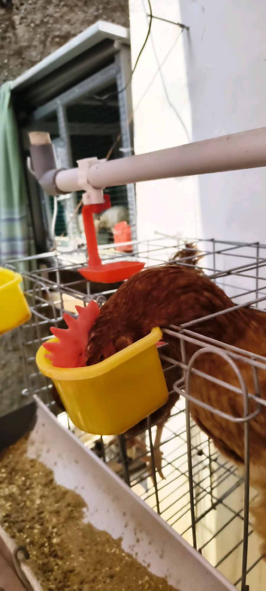 A brown hen is eating from a yellow feeder inside a metal cage. The cage is positioned near a white wall and a rough concrete wall. In the background, there is a green cloth hanging and what appears to be part of a structure. A water dispenser with a red base is also visible. The scene is likely in a farm or a residential area where chickens are kept. The location is South Tangerang, Indonesia.