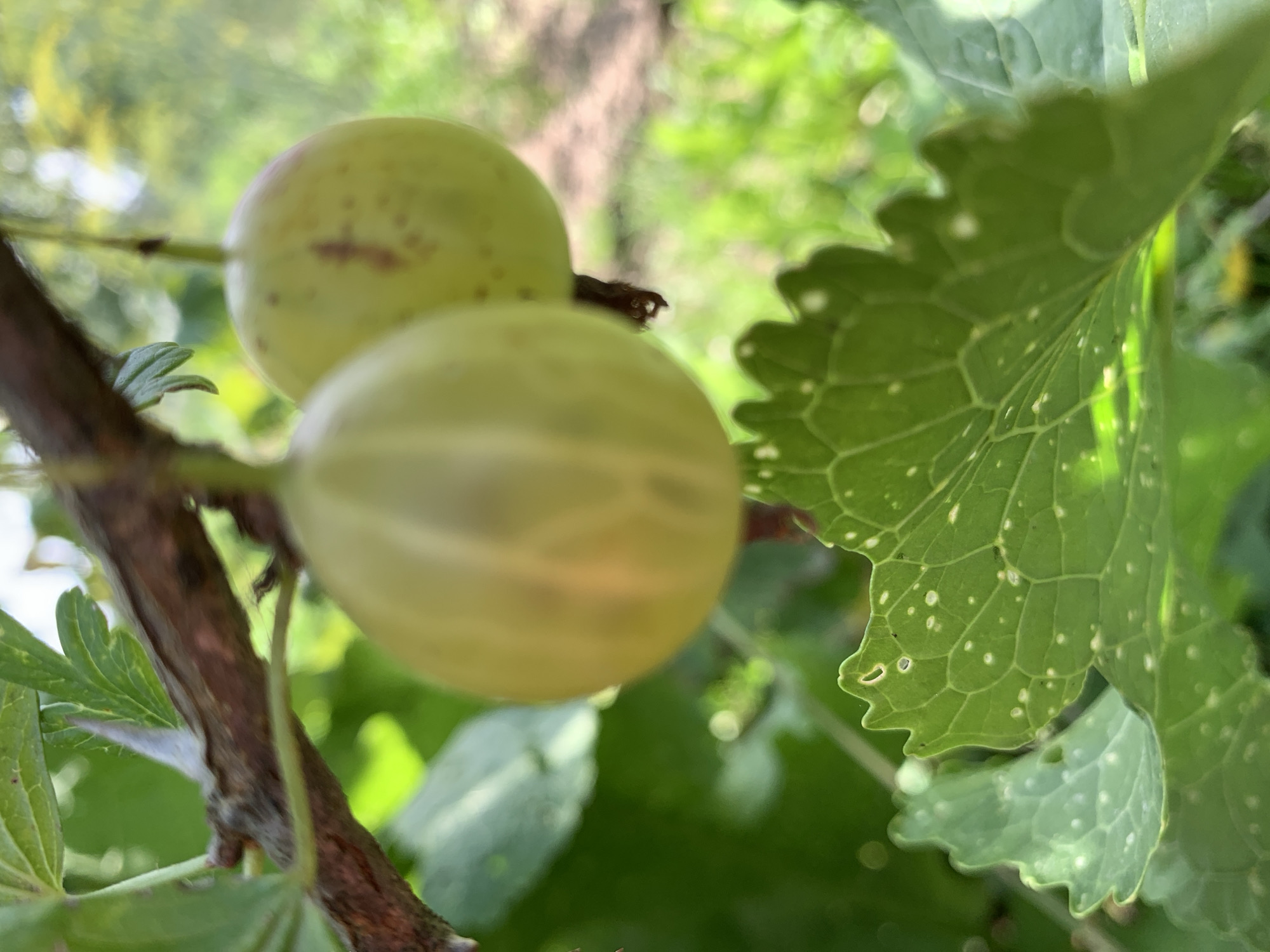 Two pale green, round gooseberries hang from a brown branch, with another gooseberry slightly out of focus in the foreground. A large, serrated green leaf with white speckles is positioned in the lower foreground, partially obscuring the view of the gooseberries. The background is a blur of green foliage and dappled sunlight, suggesting an outdoor setting in a garden or natural environment. The scene appears to be located in Відзаўскі сельскі Савет, Belarus.