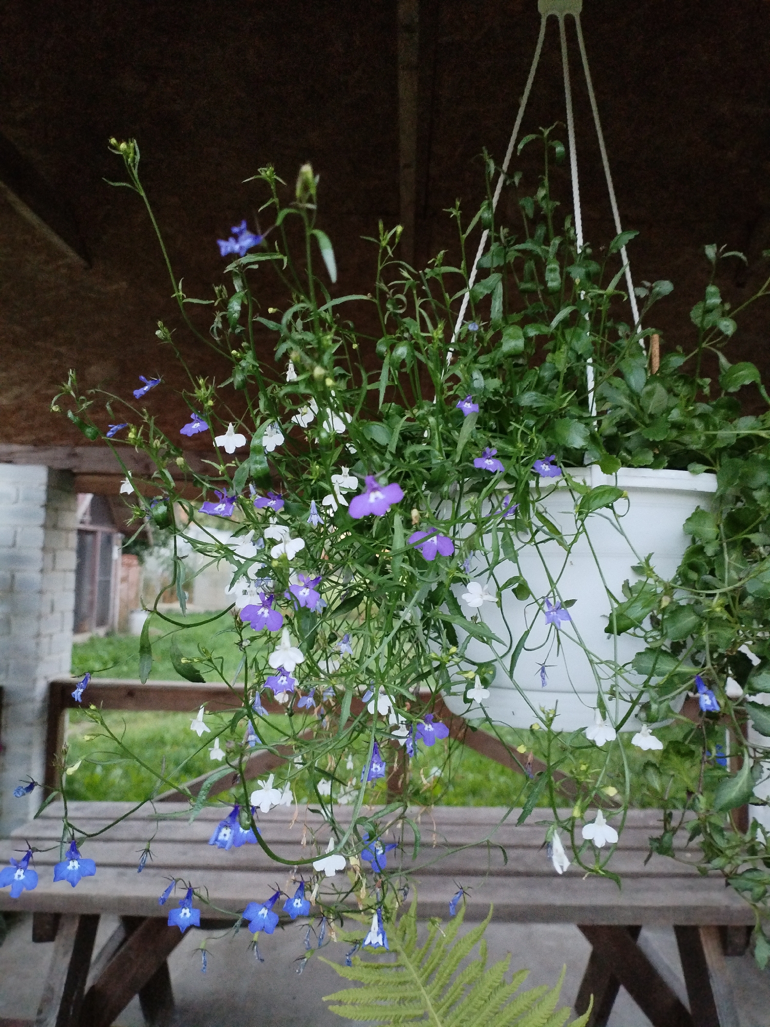 A close-up, eye-level shot focuses on a hanging white planter overflowing with a dense cascade of green foliage and numerous small purple and white flowers. The planter is suspended by three white cords from a dark wooden overhang, possibly part of a porch or gazebo. Below the planter, a rustic wooden bench with weathered planks is visible. In the background, a blurred brick structure and green grass suggest an outdoor setting, potentially a garden or yard. The lighting is dim, indicating it might be dusk or an overcast day. The scene is located in Bialynichy, Belarus.