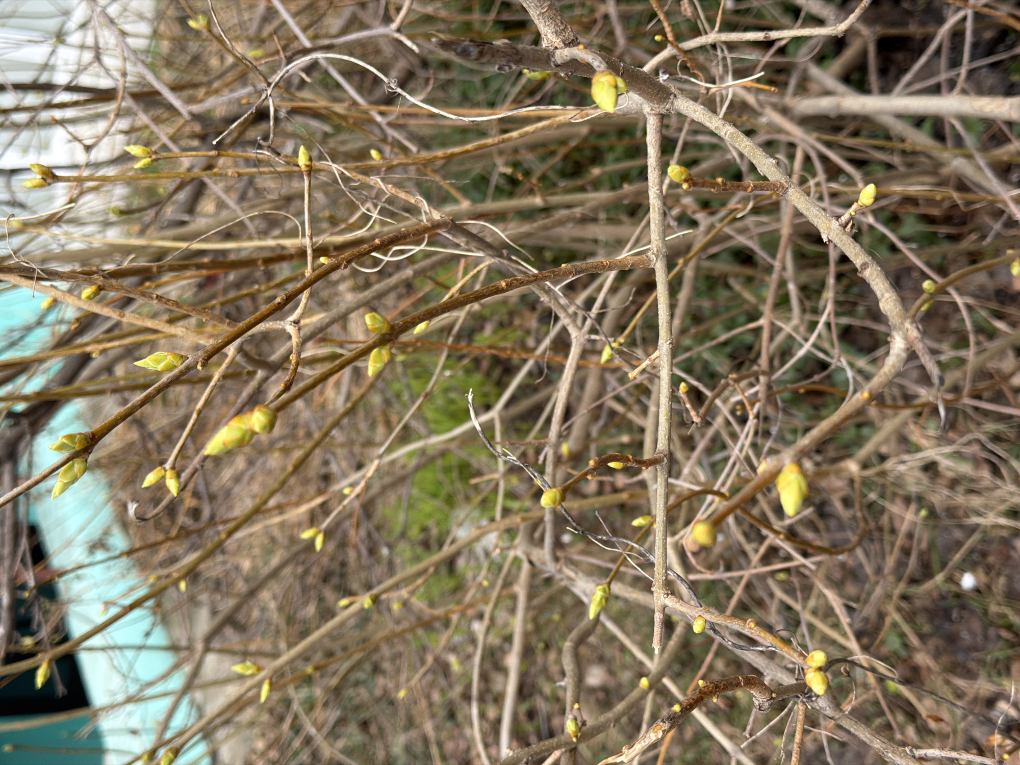 The image shows close-up view of branches with emerging buds, indicating early spring. The branches are mostly bare, with small, yellowish-green buds appearing along the twigs. The background is blurred, suggesting an outdoor setting with some ground cover and a hint of structures. The location is said to be Chaikovsky, Russia.