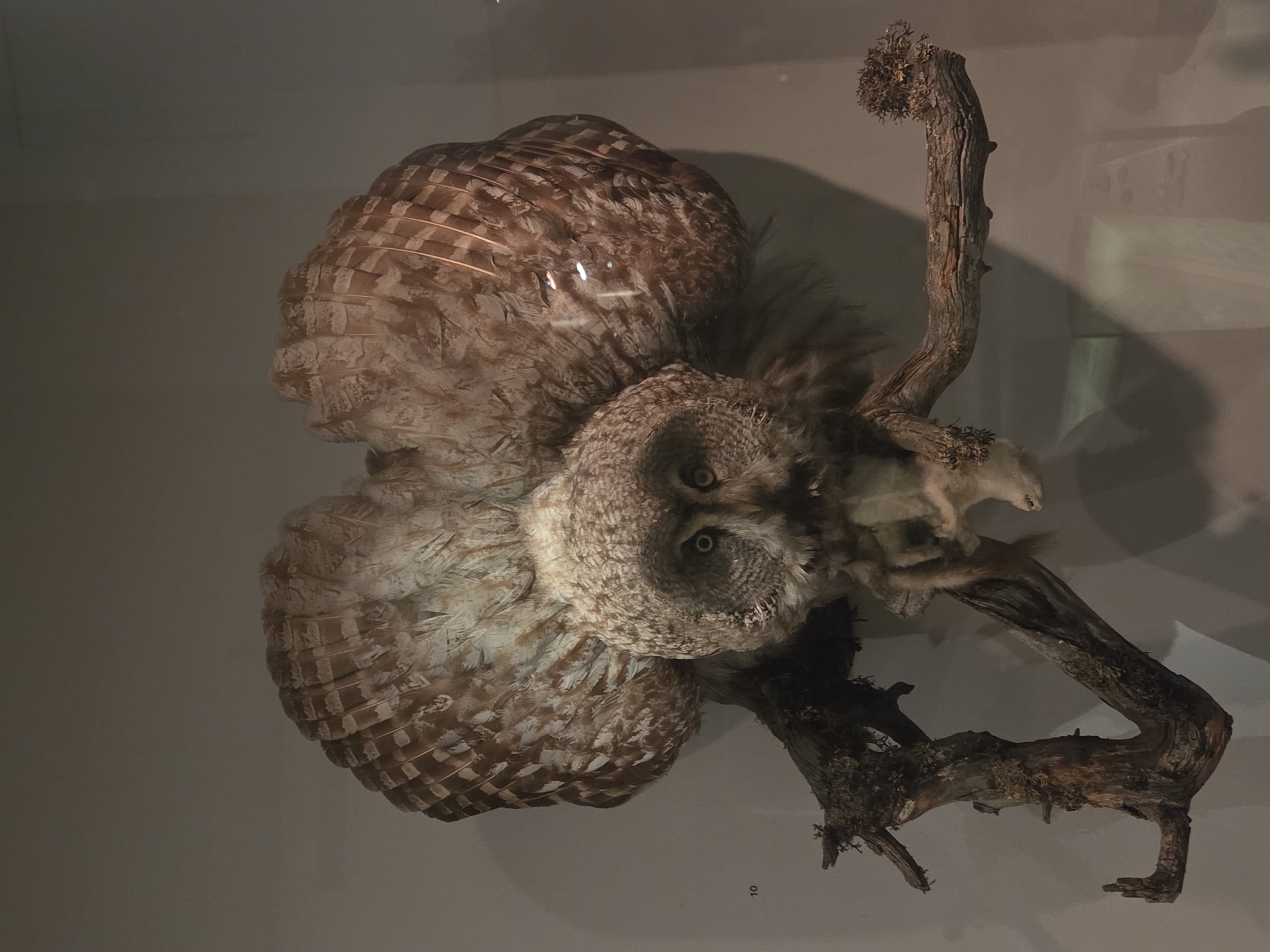 The image shows a taxidermied owl with its wings spread, perched on a branch. The owl is predominantly brown and white with large, round eyes. It appears to be holding a small rodent in its talons. The branch is gnarled and appears to be dead wood, with some moss or lichen on it. The background is a plain, muted gray wall. A small, black number "10" is visible on the wall to the left of the owl. The lighting is artificial and somewhat dim, casting a shadow of the owl and branch on the wall behind. This scene is likely displayed in a museum or exhibition. There is no indication of the specific location within the city of Malmö, Sweden.
