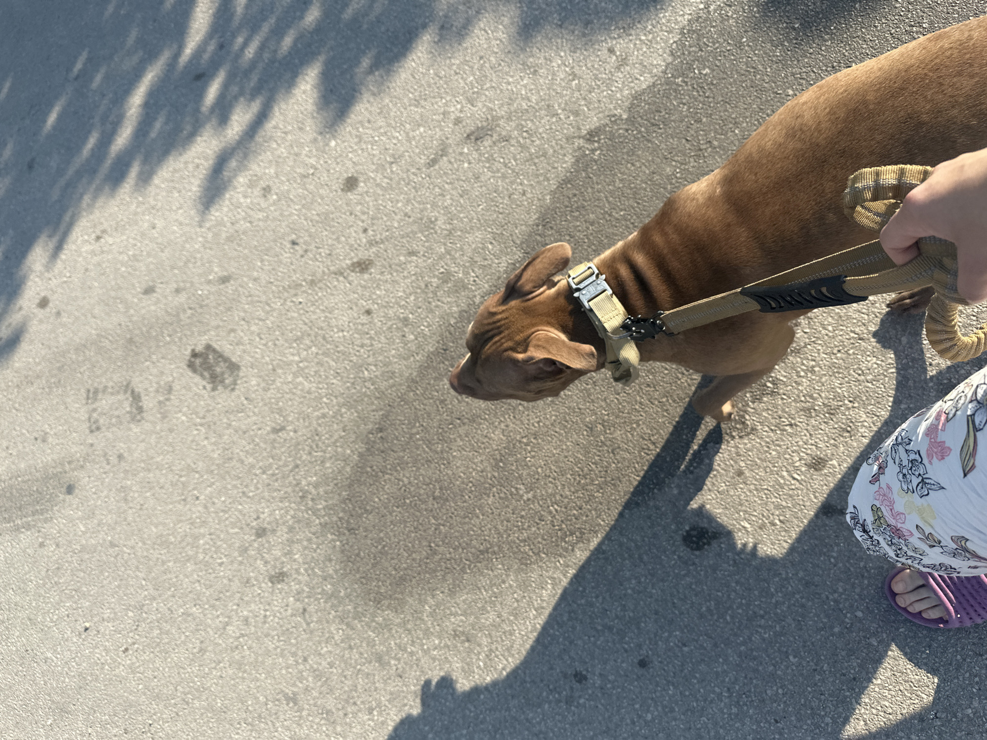 The image depicts a first-person perspective of someone walking a brown dog on a paved surface, likely a sidewalk or street, in Malevo, Bulgaria. The ground is asphalt with scattered dark spots and shadows cast by trees, indicating an outdoor environment. The individual is wearing purple sandals and white pants with a floral pattern. The dog, wearing a light-colored collar and leash, is in motion, looking to the right. The dog's leash is held by a human hand, partially visible in the lower right of the frame. The lighting suggests it is daytime, with strong sunlight creating distinct shadows.