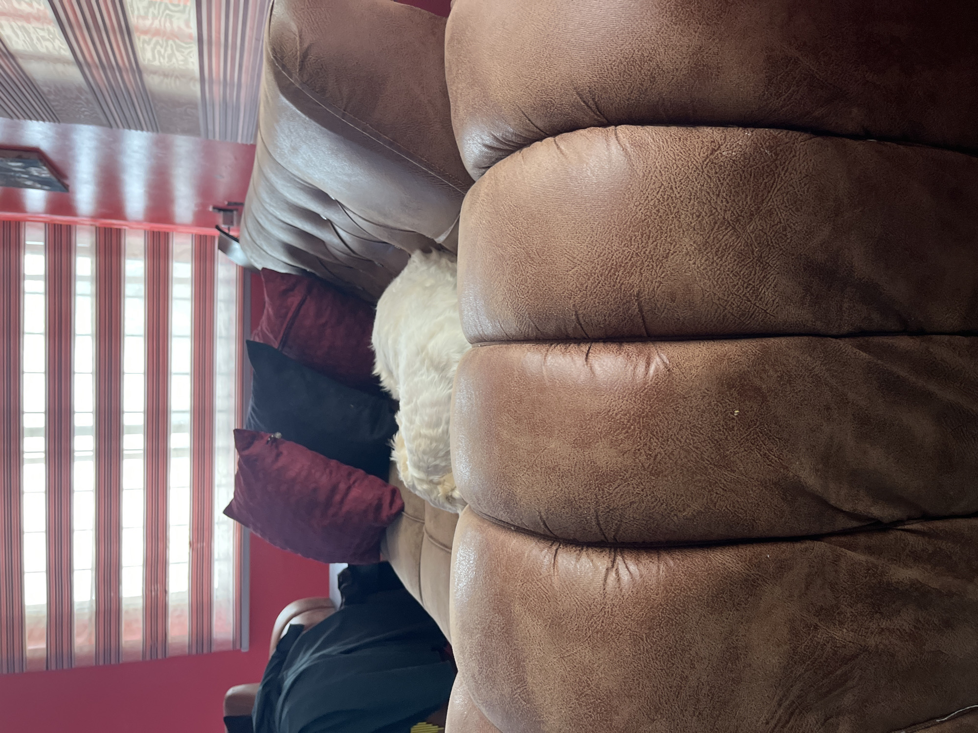 The image shows a white dog sleeping on a brown leather couch in a room in Jos, Nigeria. The couch has tufted cushions and is in the foreground. In the background, there are red and black decorative pillows on the couch, and a window with horizontal blinds. The wall on the left is red, and the wall on the right has striped wallpaper.