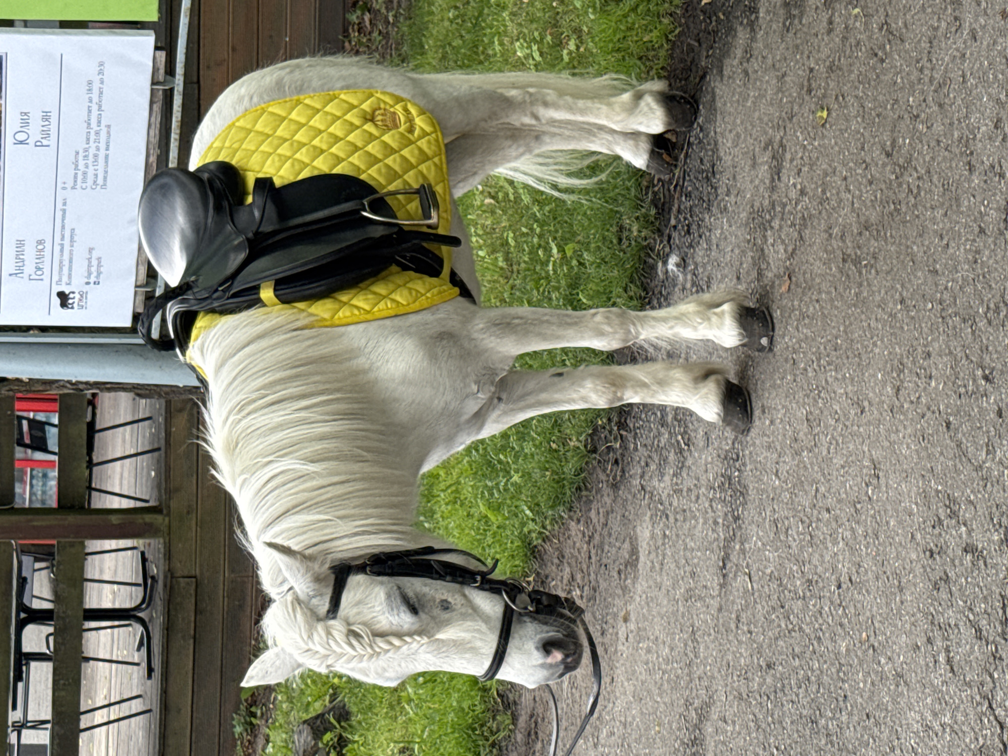 A white pony with a black bridle and a yellow quilted saddle pad is standing on a paved path. The pony's mane is braided. In the background, there is a wooden deck with tables and chairs. A sign with Russian text is visible behind the pony. The environment appears to be an outdoor park or recreational area. The sign indicates the location is likely in Saint Petersburg, Russia, as it features Russian language and the "Citipark" logo. The pony seems to be waiting or resting.