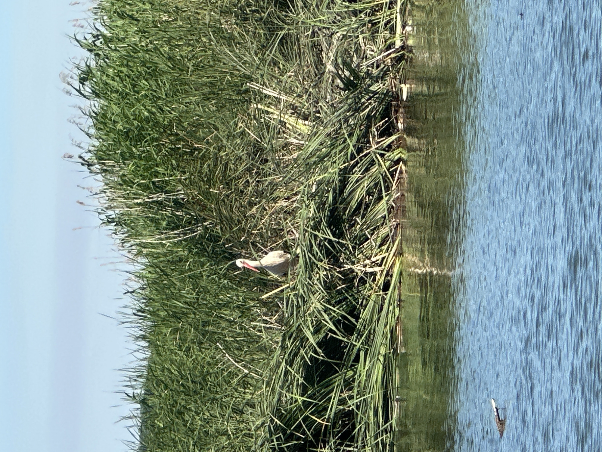 A bird, identified as a stork due to its long red beak and white and black plumage, stands amidst dense green reeds on the bank of a body of water. The stork is facing to the left, with its head slightly lowered. The water in the foreground is a vibrant blue, with small ripples on its surface. A piece of wood or debris floats on the left side of the water. The background is dominated by tall green reeds, with a clear blue sky visible above them. The scene depicts a natural wetland environment. This image was captured in Khlypnivka, Ukraine.