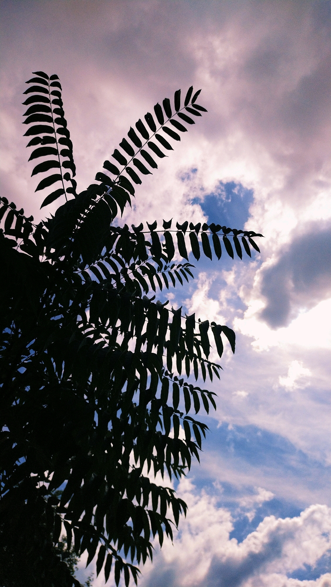 A silhouette of a tree with compound leaves is set against a twilight sky. The sky is a gradient of colors, transitioning from a pale lavender at the top to a vibrant blue towards the bottom. Wispy clouds, tinged with pink and white, are scattered throughout the sky. The leaves of the tree are dark and appear feathery, with many small leaflets arranged along a central stem. The bottom left portion of the image is dominated by the dense foliage of the tree, while the top right offers a clearer view of the sky. The photograph has a slightly grainy texture and a vintage aesthetic. The location of this scene is in Horishni Plavni, Ukraine.