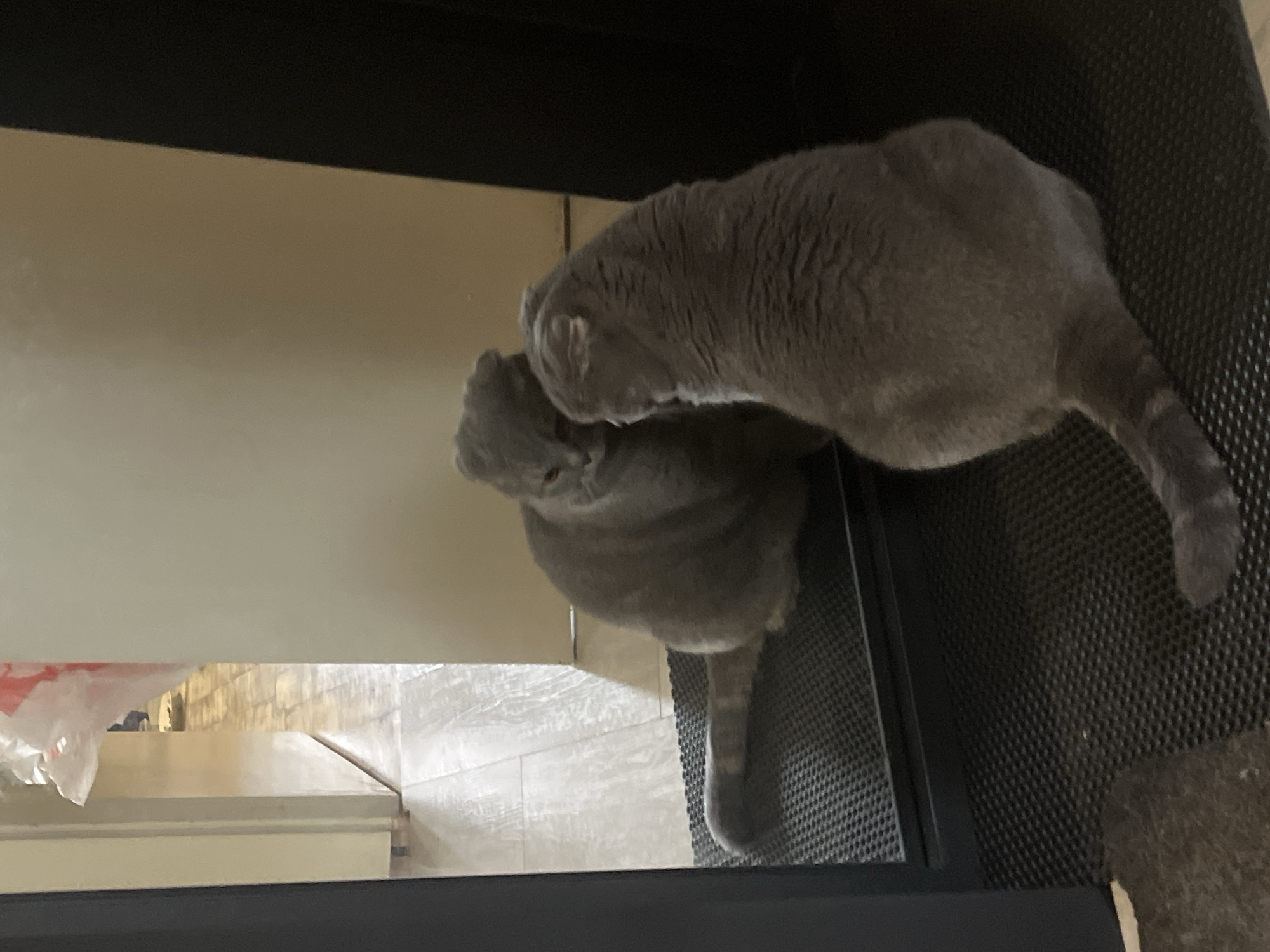 An overhead shot shows a grey cat, likely a British Shorthair, interacting with its reflection on a smooth, light-colored surface. The cat's head rests directly on the reflective surface, revealing a clear mirror image of its face and front paws. Its body extends onto a dark, textured mat, possibly rubber, which covers the floor to the right of the reflective surface. The cat's tail is visible, lying on the dark mat.
The cat's gaze is directed downwards, suggesting curiosity or contemplation as it observes its reflection. In the background, visible through the reflection and beyond the cat, are light-colored tiled floor and white plastic packaging. The scene is framed by dark, undefined elements at the top and bottom, possibly furniture edges. The lighting is soft and even, typical of an indoor environment, with no harsh shadows to indicate a specific time of day. The overall atmosphere is calm and domestic. There is no visible text.